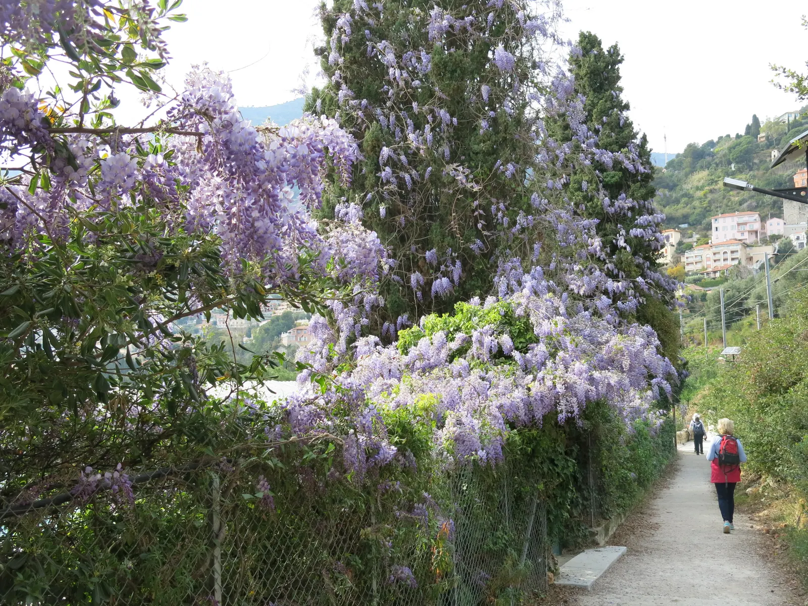 Chinese Wisteria (Wisteria Sinensis) — this plant is capable of reaching heights of up to 30 feet and a spread of about 8-15 feet; promising to be a, image 68