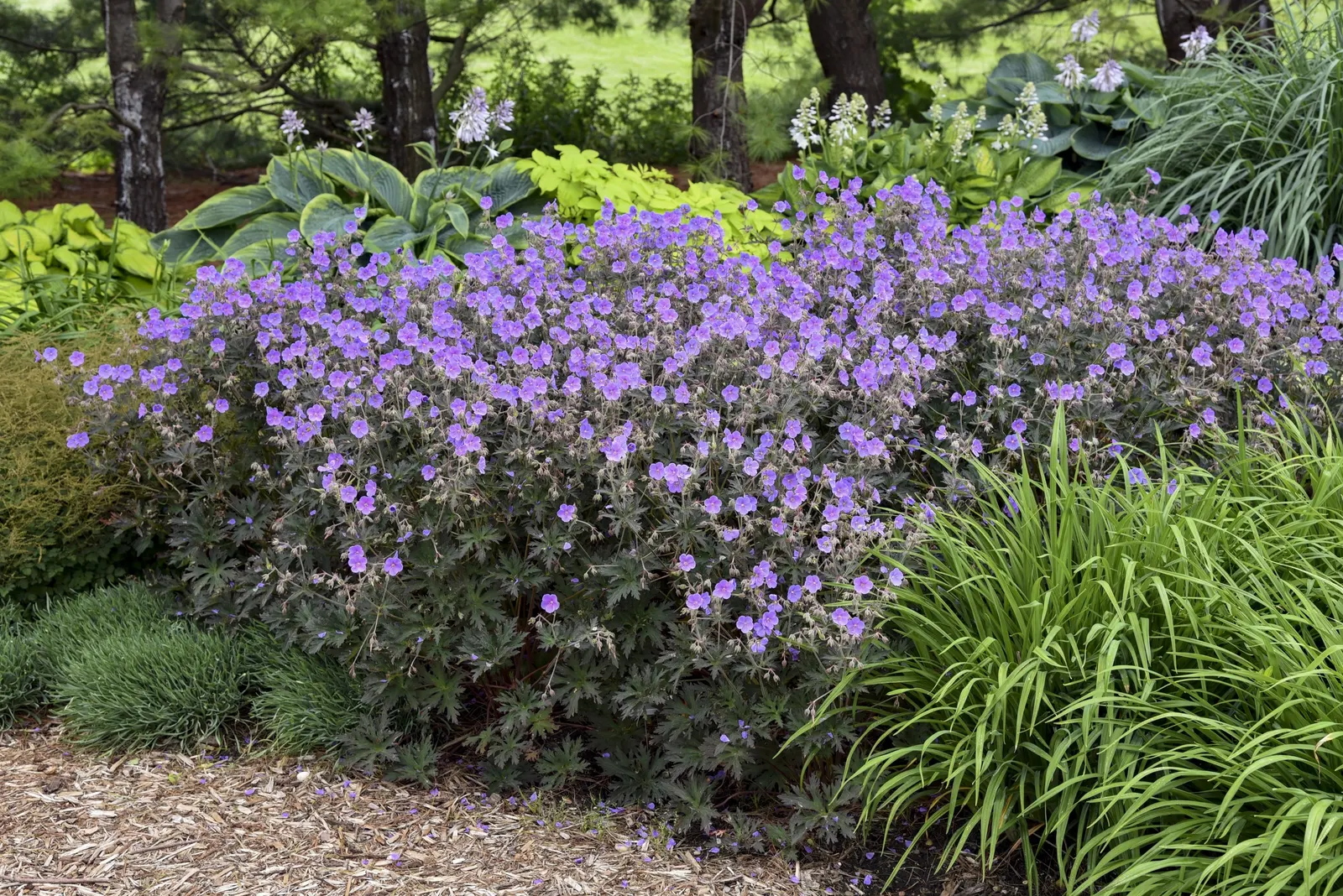 'Boom Chocolatta' Hardy Geranium, Cranesbill (Geranium pratense) — Plant in part sun to sun with well-drained soil and average water; cut back after bloom for