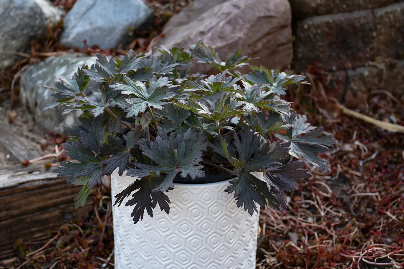 'Boom Chocolatta' Hardy Geranium, Cranesbill (Geranium pratense) — It grows 24-26 inches tall and spreads 28-30 inches wide, adding bold contrast in borders or