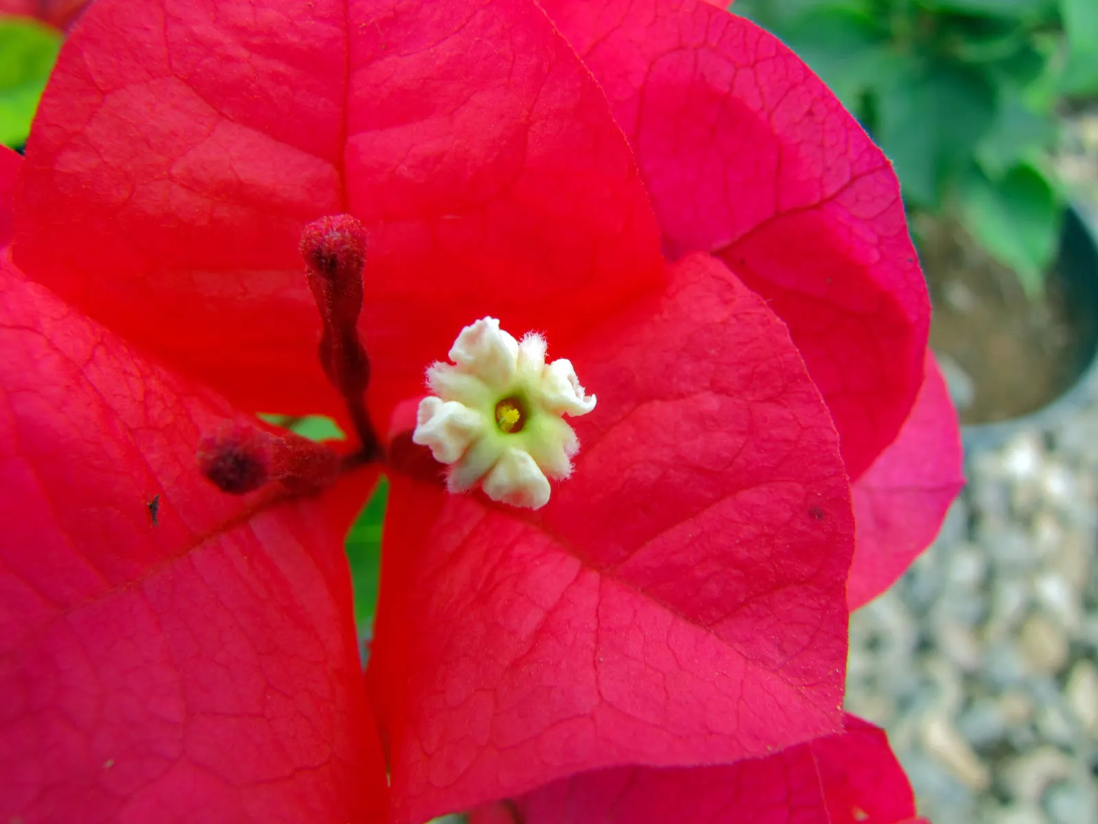Oo-La-La &trade; Bougainvillea (Bougainvillea 'Oo-La-La') — The 'Oo-La-La' Bougainvillea