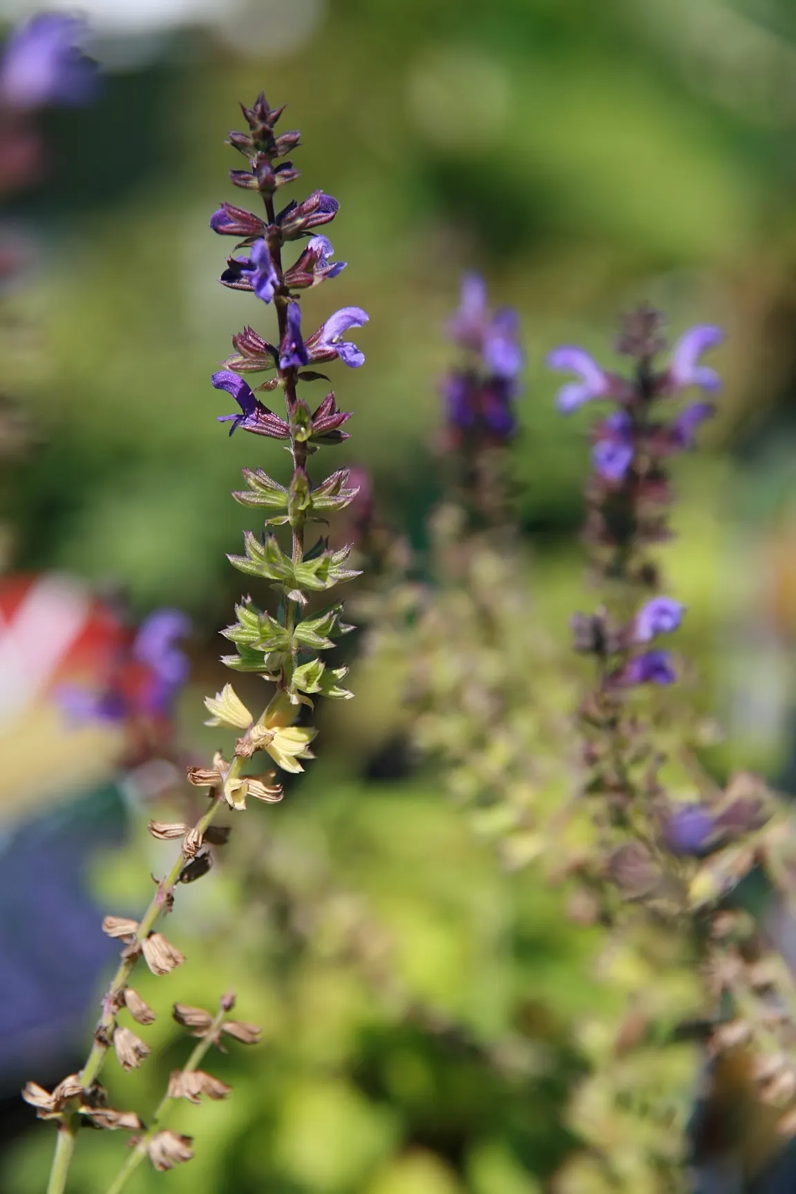 Marcus Meadow Sage (Salvia Nemorosa 'Marcus') — Adds vibrant color and texture to any garden design