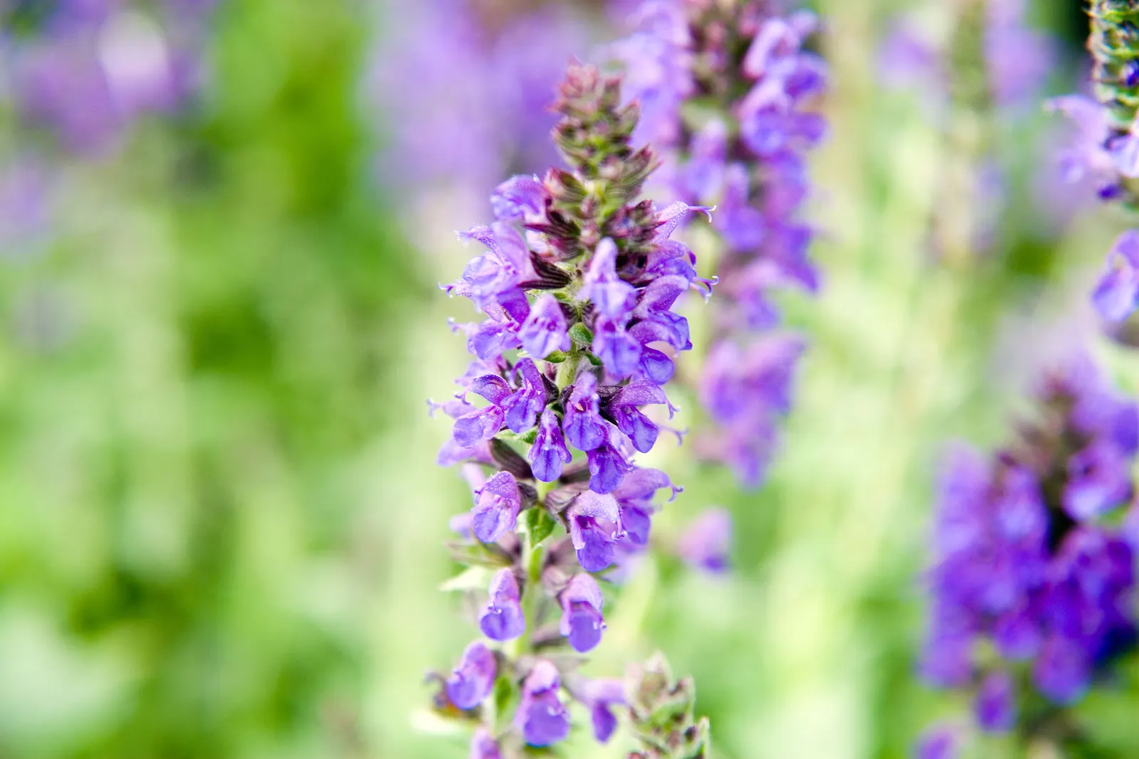 Marcus Meadow Sage (Salvia Nemorosa 'Marcus') — is a perennial plant renowned for its compact