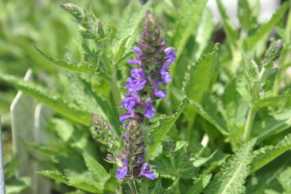 Marcus Meadow Sage (Salvia Nemorosa 'Marcus') — commonly known as Marcus Meadow Sage