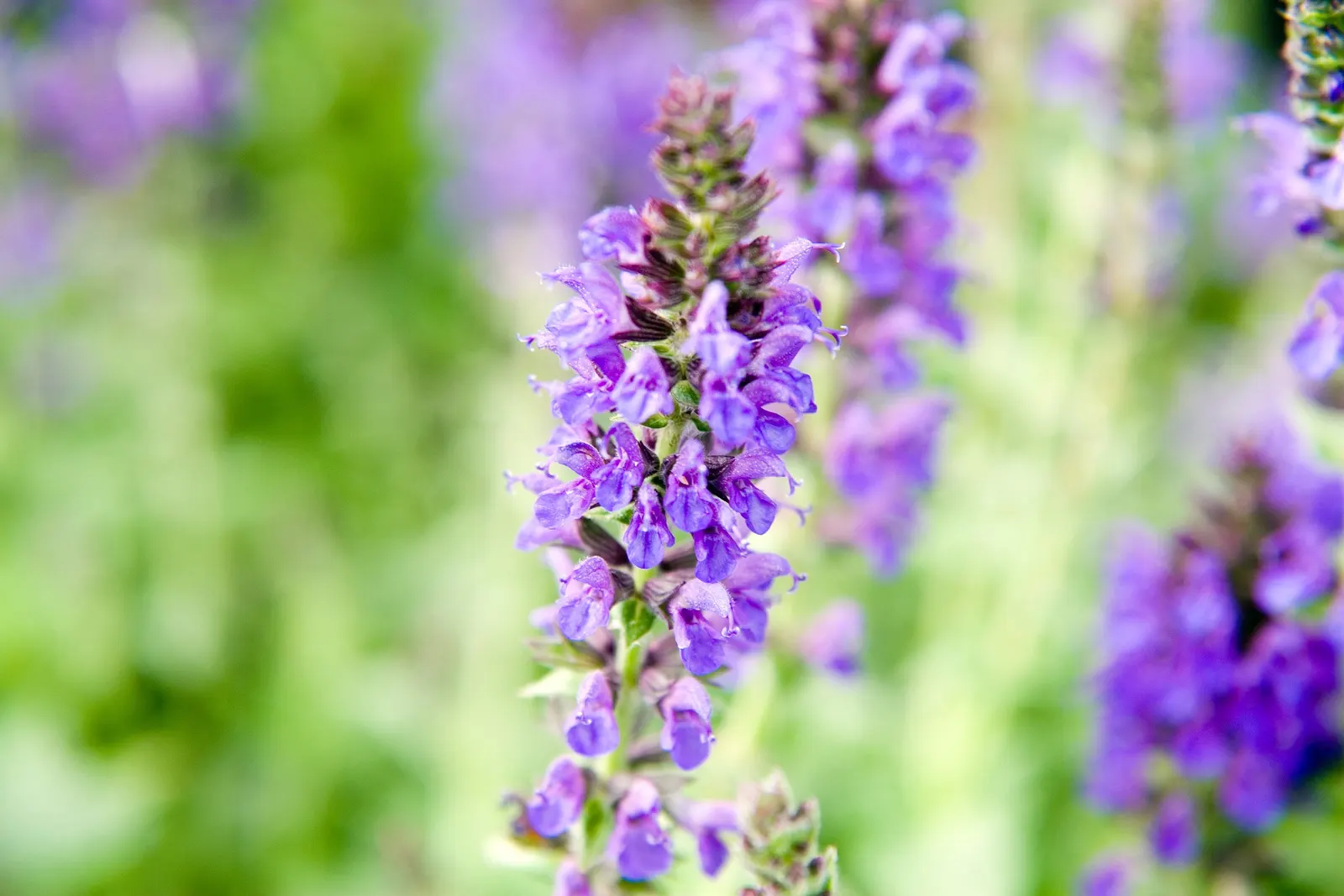 Marcus Meadow Sage (Salvia Nemorosa 'Marcus') — reaching a mature size of roughly 8-12 inches in height and 12-18 inches in spread