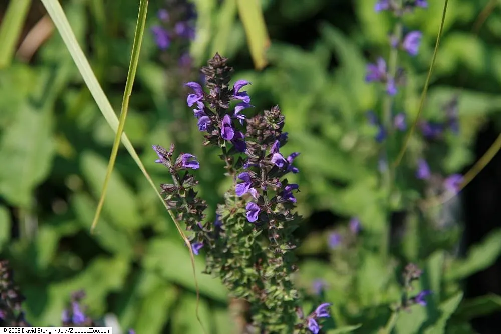 Marcus Meadow Sage (Salvia Nemorosa 'Marcus') — thriving in full sun to part shade in well-drained soils