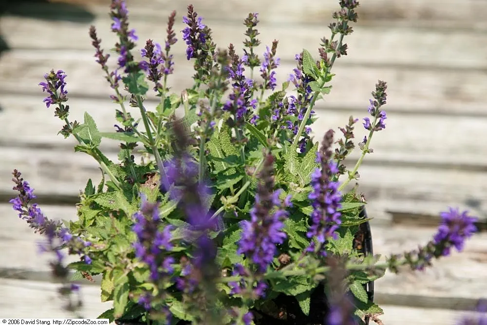 Marcus Meadow Sage (Salvia Nemorosa 'Marcus') — This drought-tolerant plant blooms from early to late summer