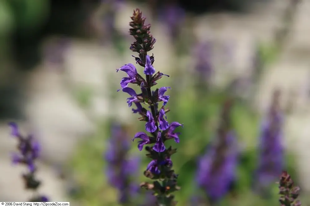 Marcus Meadow Sage (Salvia Nemorosa 'Marcus') — low-growing habit and abundant display of deep violet-blue flowers