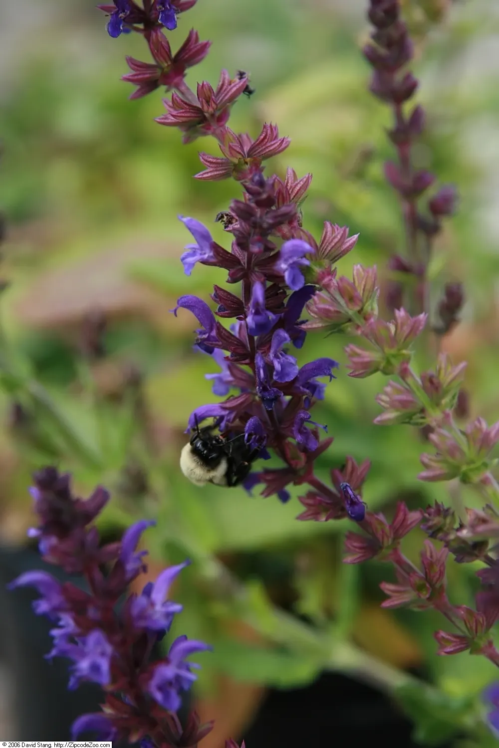Marcus Meadow Sage (Salvia Nemorosa 'Marcus') — it attracts pollinators and resists deer