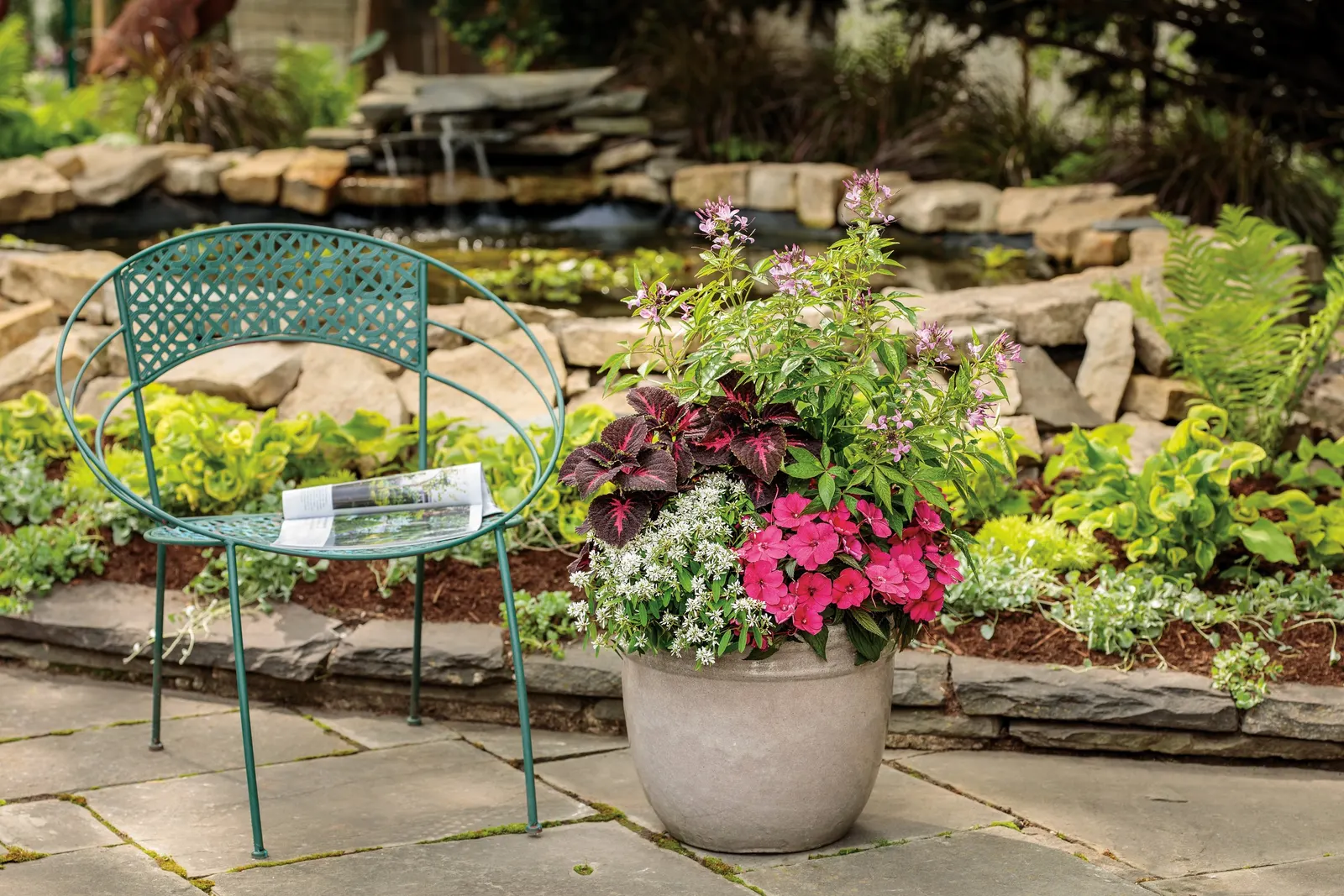 Señorita Rosalita® Spider Flower (Cleome) — uniquely textured foliage and flowers for pollinators