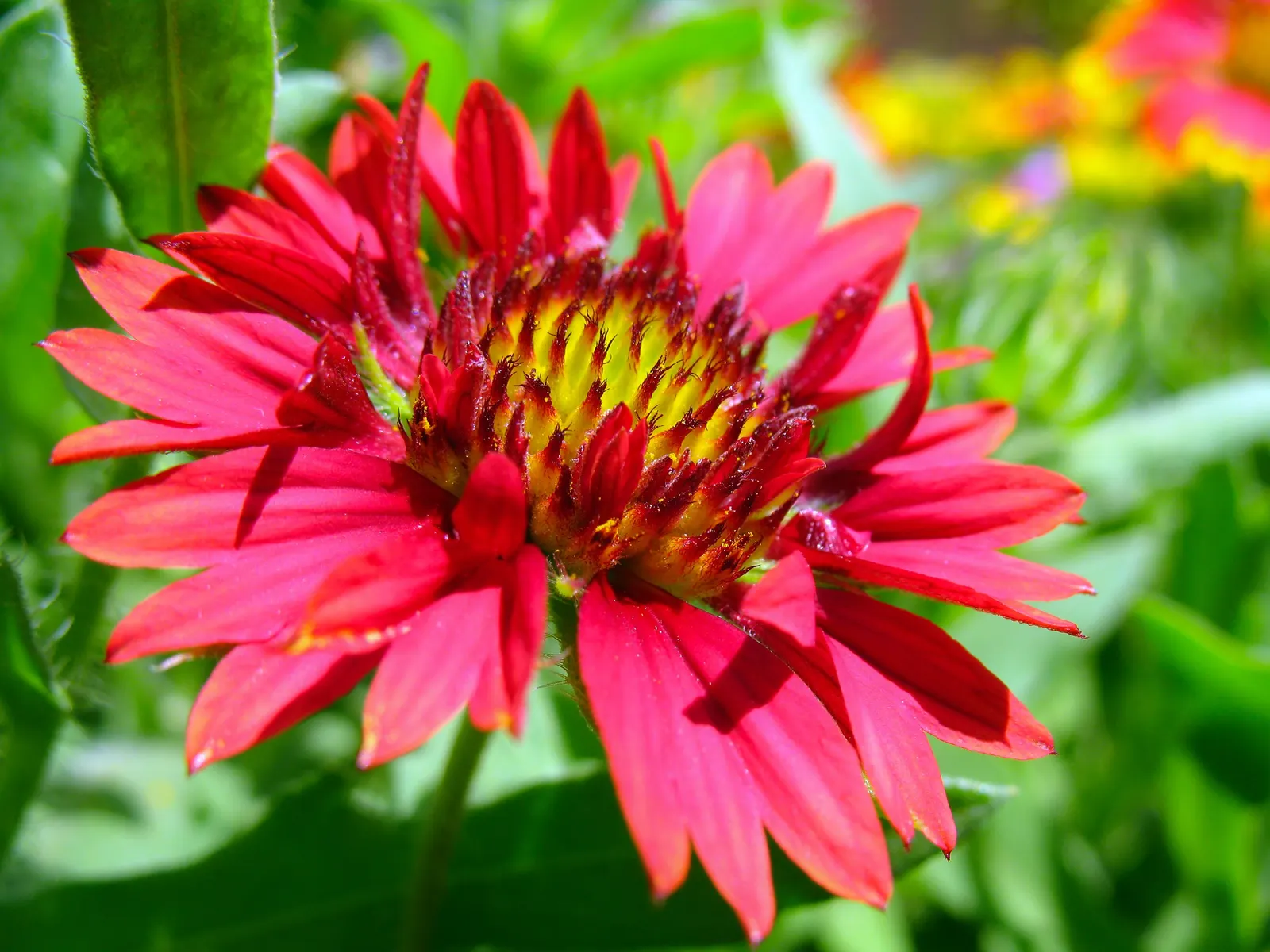 Red Sun Blanket Flower (Gaillardia 'Red Sun') — Full sun nurtures optimal blooming, while well-drained soil ensures its longevity