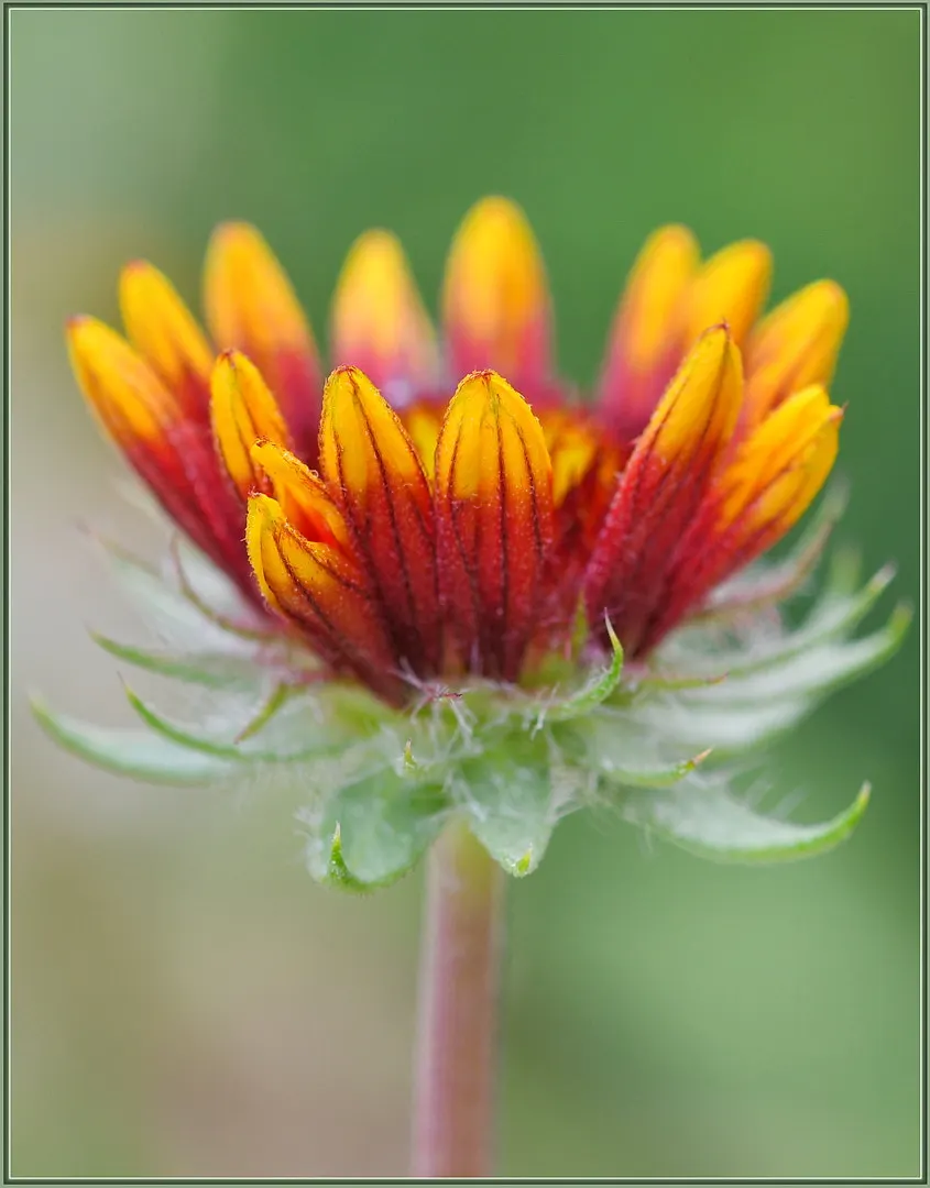 Red Sun Blanket Flower (Gaillardia 'Red Sun') — This hardy Blanket Flower thrives in USDA Zones 3-10