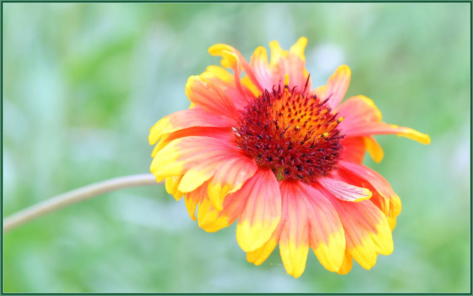 Red Sun Blanket Flower (Gaillardia 'Red Sun') — reaching a height of 12-18 inches and spreading 12-24 inches wide