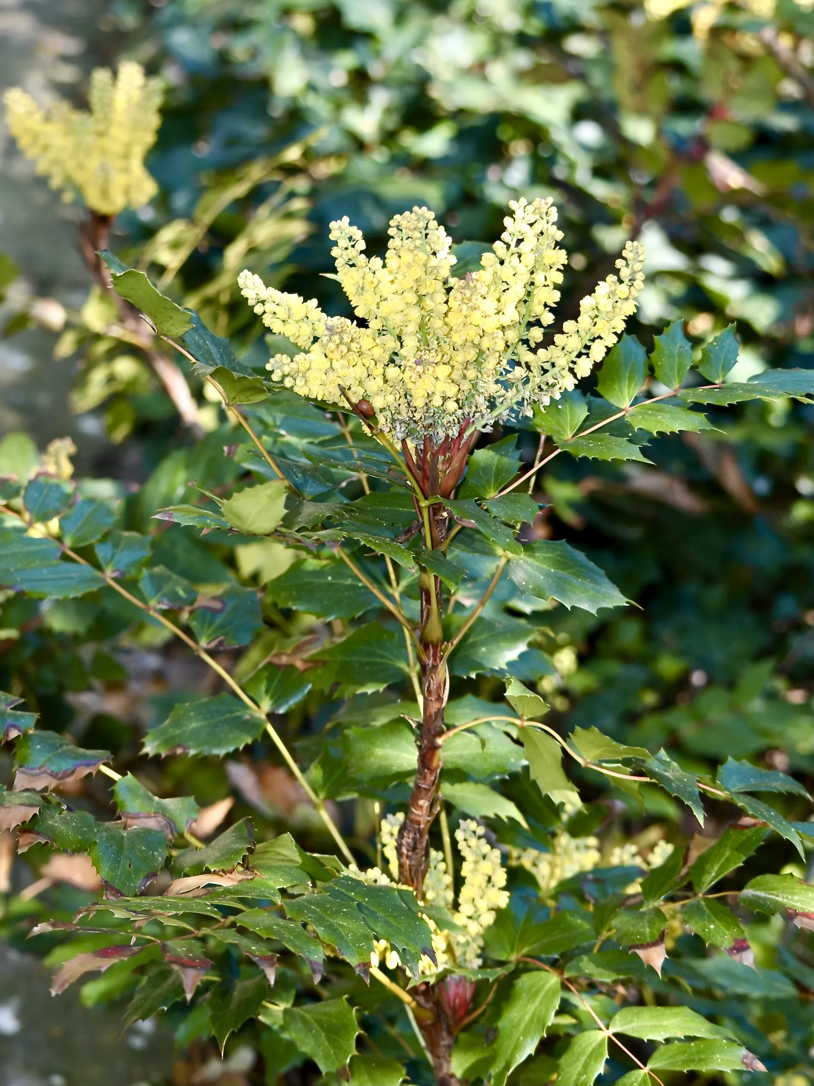 Dwarf Oregon Grape (Mahonia Aquifolium 'Compact John Muir') — Its holly-like foliage emerges bronze-copper, turning deep green and then purplish in winter