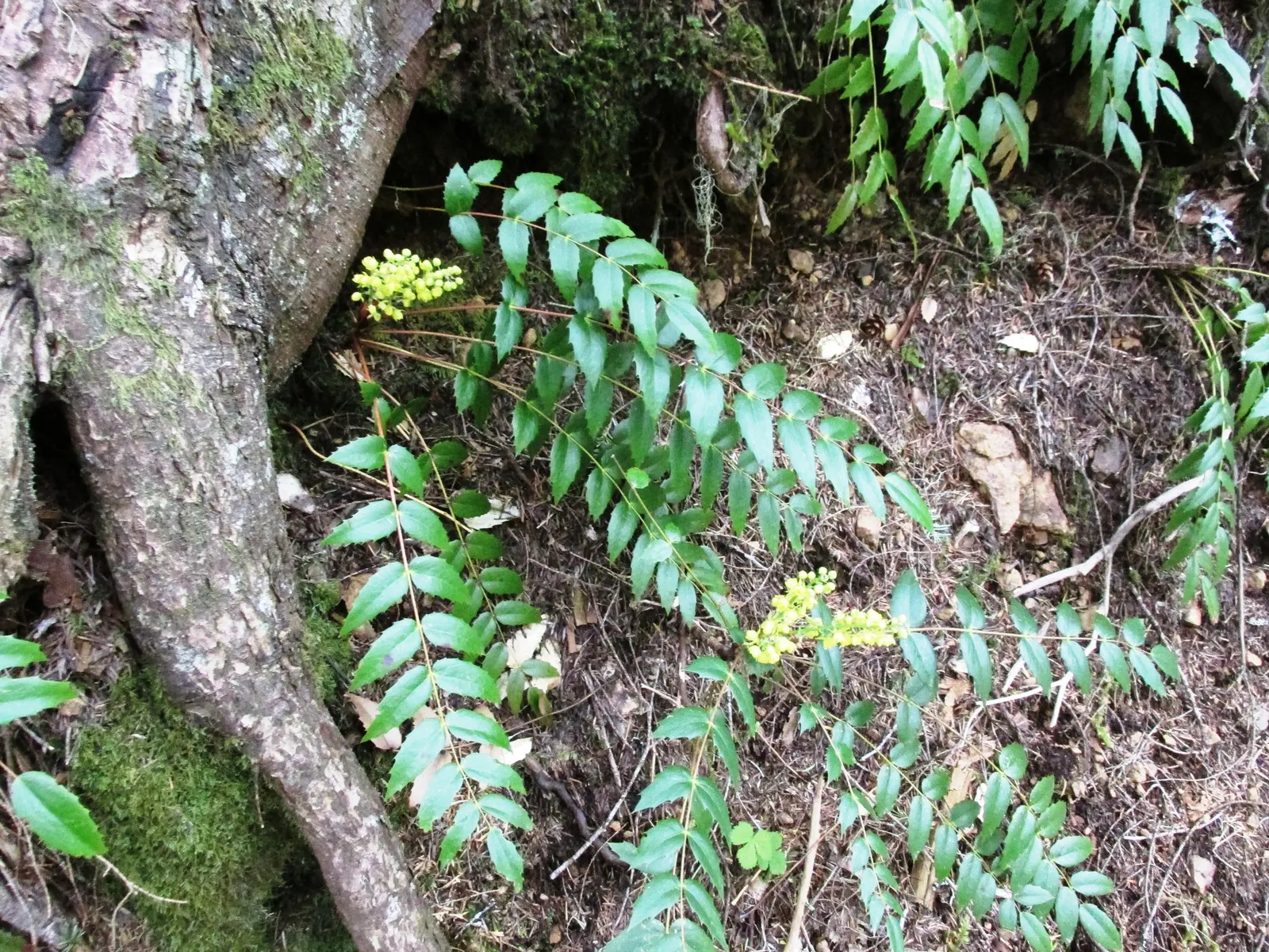 Dwarf Oregon Grape (Mahonia Aquifolium 'Compact John Muir') — Bright yellow flowers in early spring give way to blue-black berries