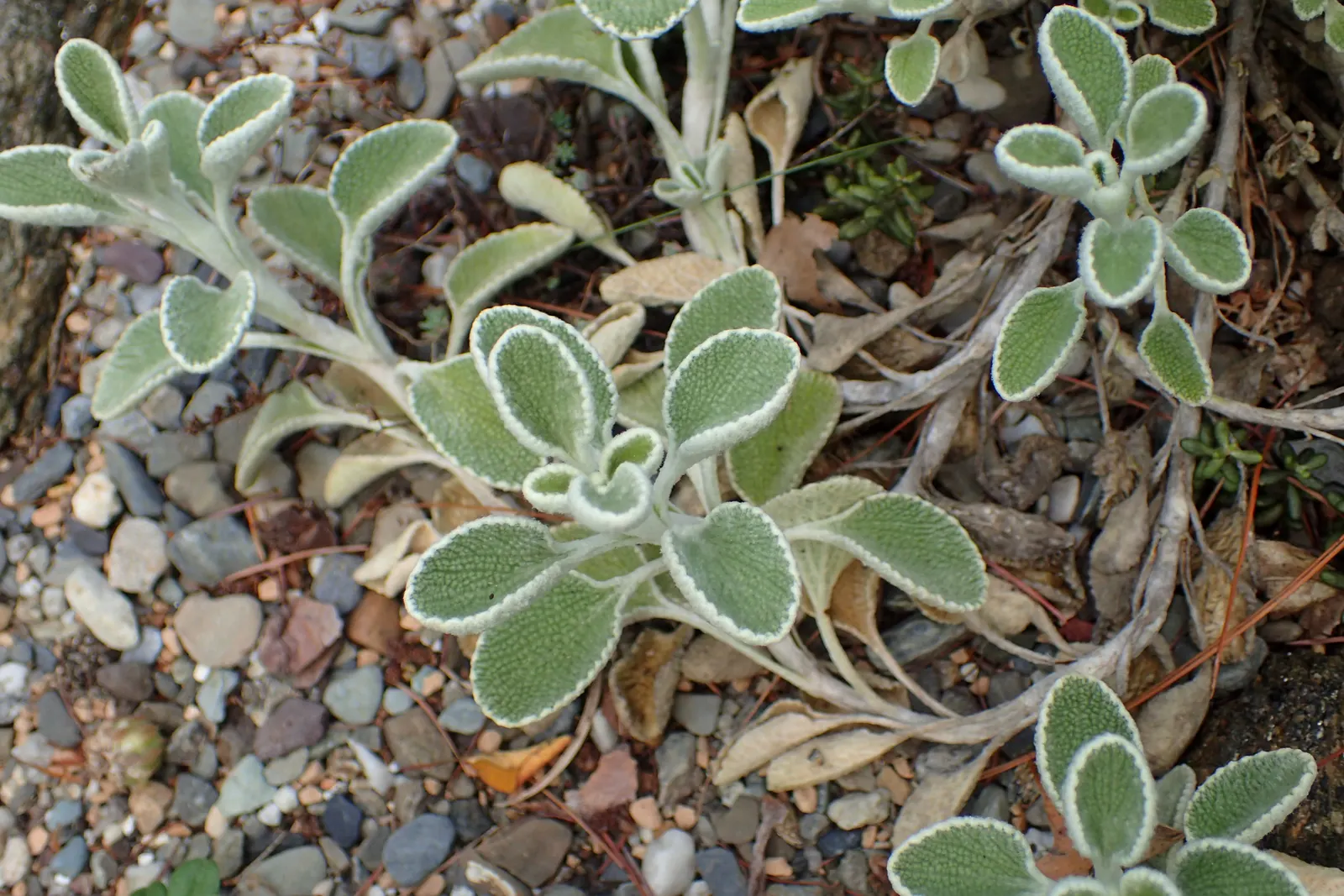 Silver-Edged Horehound (Marrubium Rotundifolium) — woolly leaves with shimmering silver edges