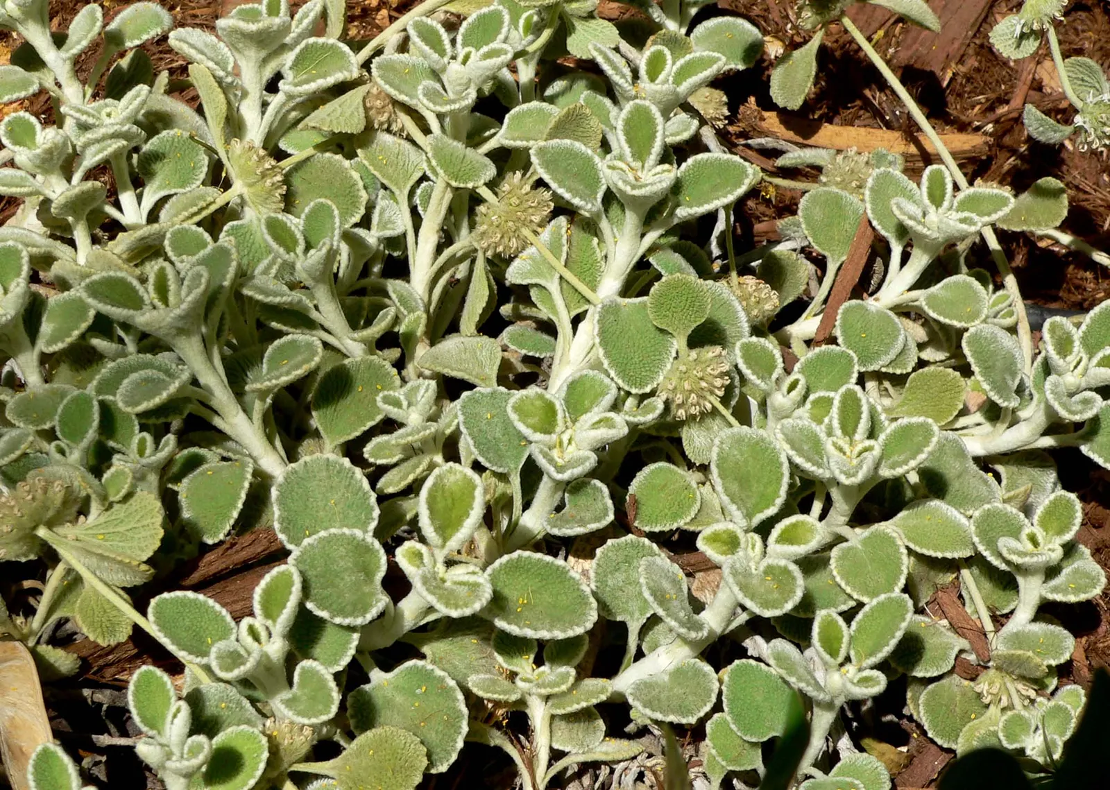 Silver-Edged Horehound (Marrubium Rotundifolium) — is a ground-hugging perennial featuring distinctive