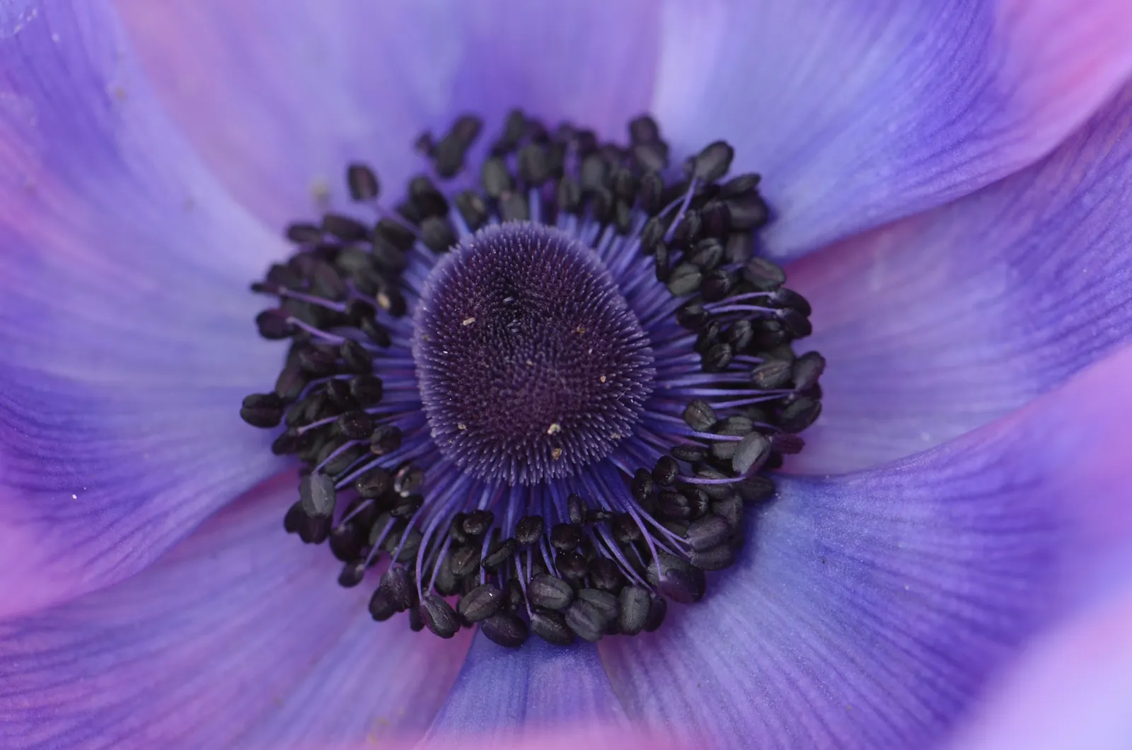 Poppy-Flowered Anemone (Anemone Coronaria) — They are not significantly prone to pests or diseases