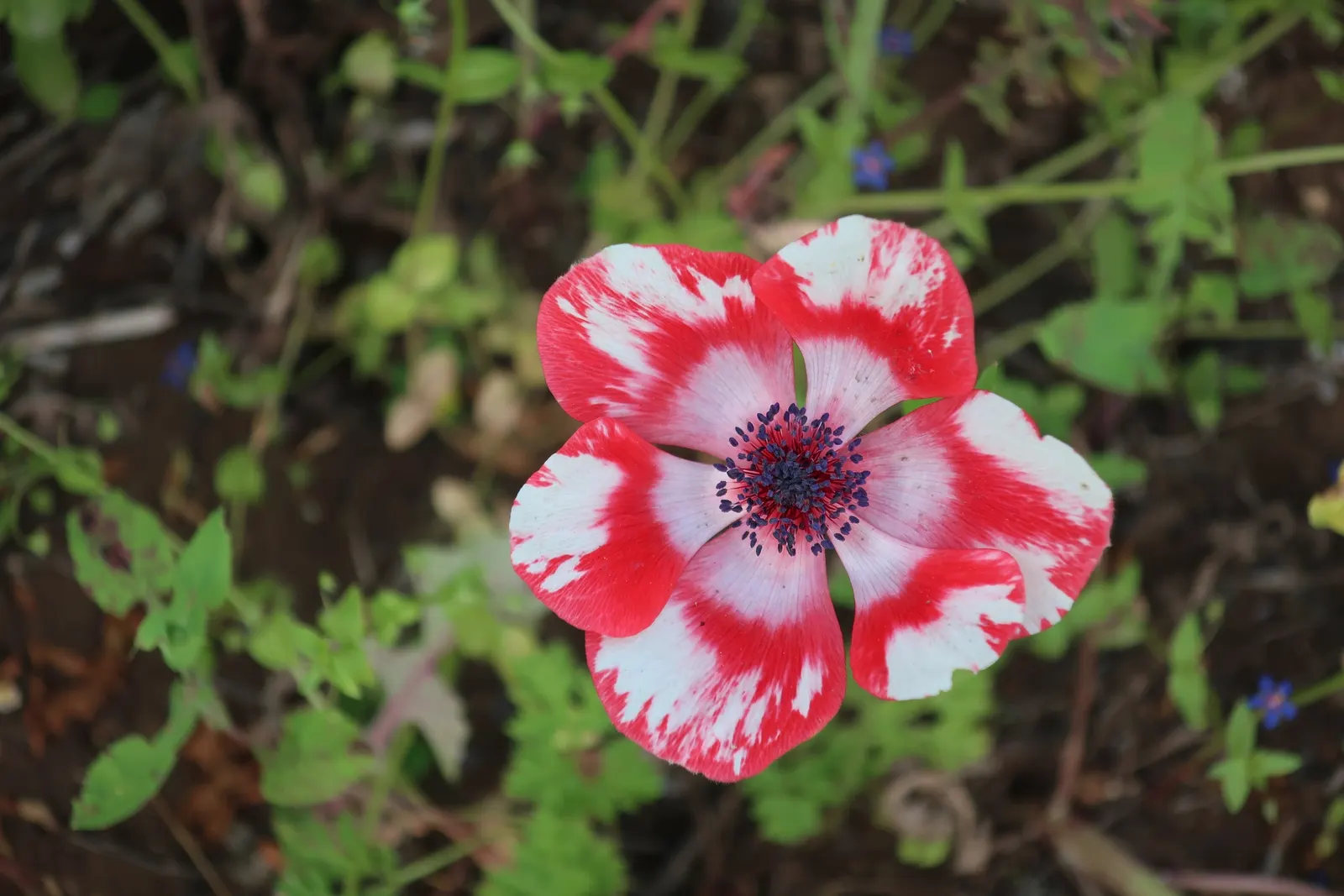 Poppy-Flowered Anemone (Anemone Coronaria) — blue flowers in the garden; as suggested by its common name, image 106
