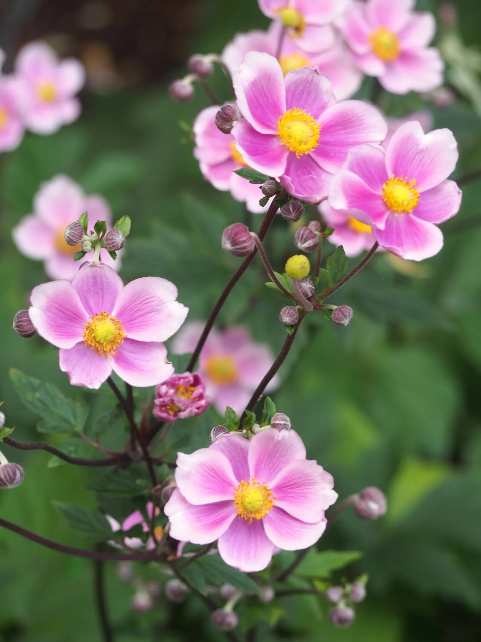 Poppy-Flowered Anemone (Anemone Coronaria) — Originating from the Mediterranean region; annual / perennial with blue blooms, image 89