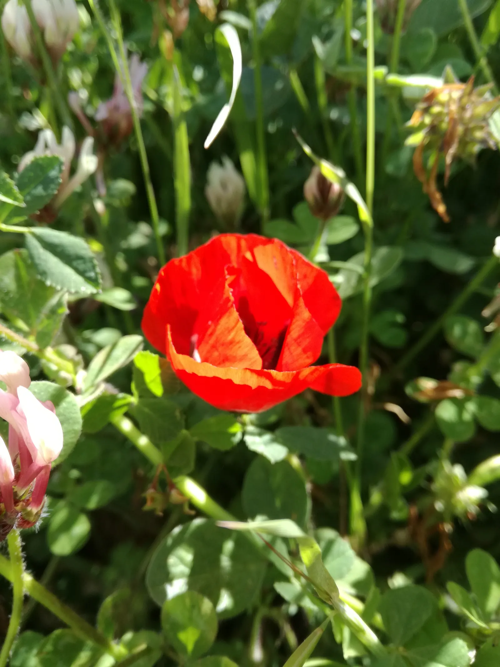 Poppy-Flowered Anemone (Anemone Coronaria) — The foliage is finely dissected; originating from the Mediterranean region, image 98