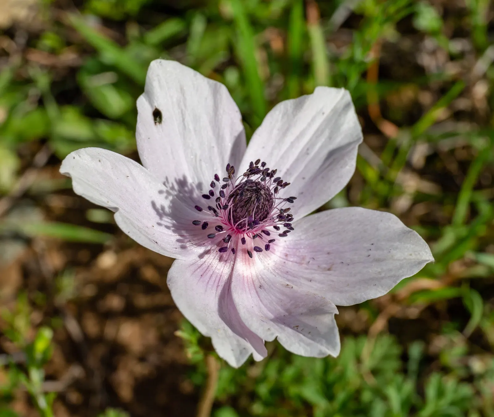 Poppy-Flowered Anemone (Anemone Coronaria) — blue flowers in the garden