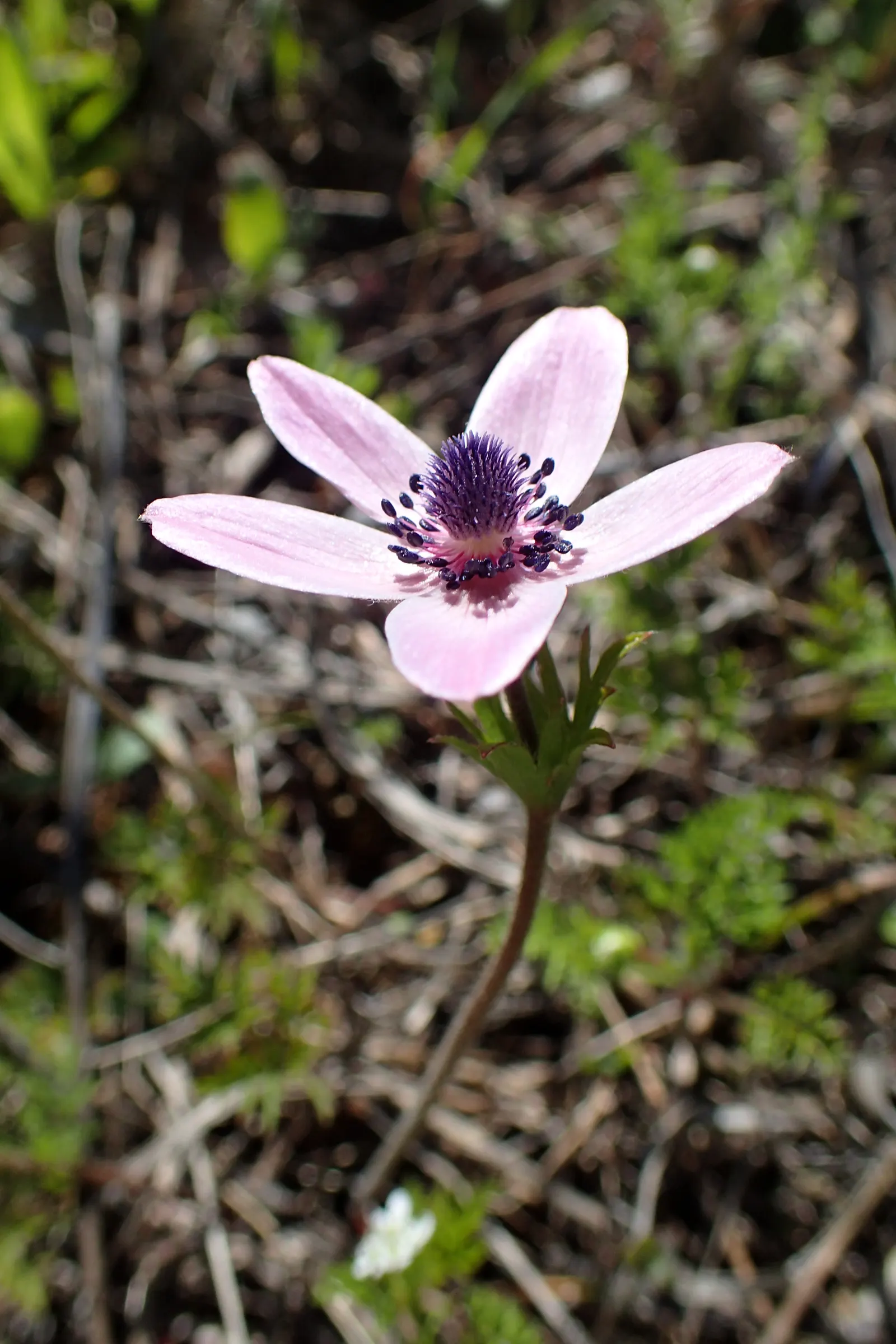 Poppy-Flowered Anemone (Anemone Coronaria) — Blooms emerge in spring, showcasing cup-shaped, poppy-like flowers in hues of red, blue, pink, or white; anemone