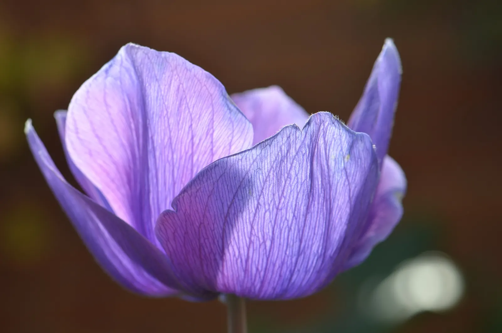 Poppy-Flowered Anemone (Anemone Coronaria) — The foliage is finely dissected