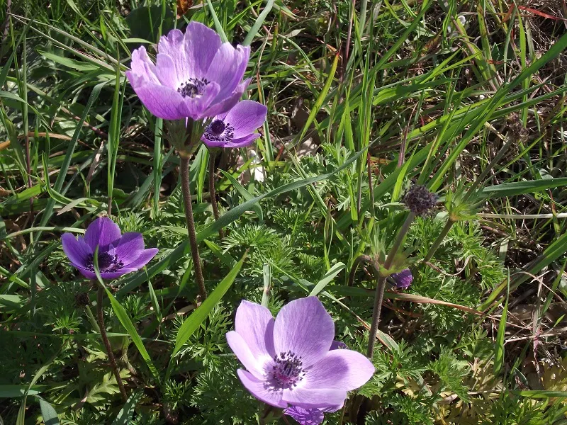 Poppy-Flowered Anemone (Anemone Coronaria) — Anemone coronaria typically reaches a height of 12 to 18 inches