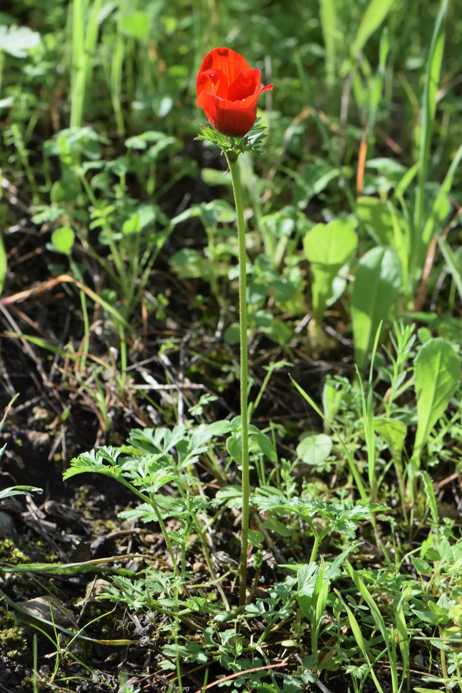 Poppy-Flowered Anemone (Anemone Coronaria) — annual / perennial with blue blooms; the foliage is finely dissected, image 107