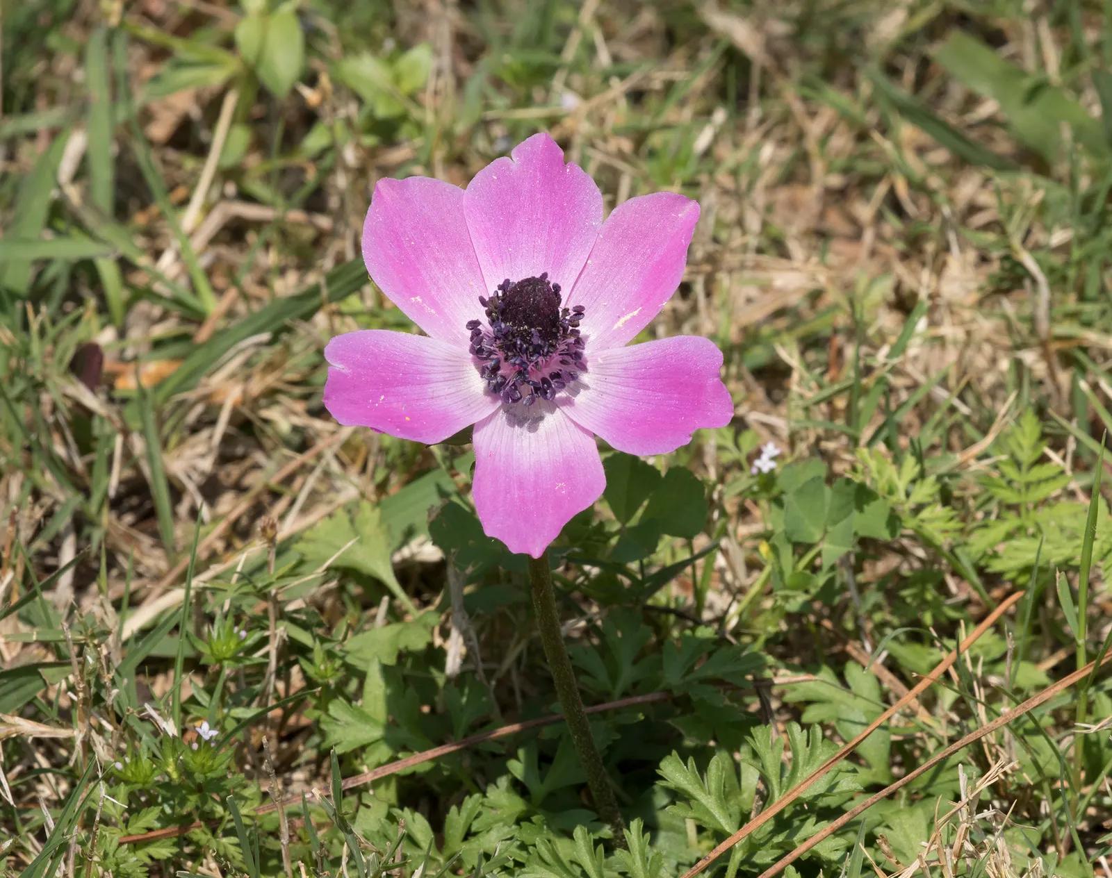 Poppy-Flowered Anemone (Anemone Coronaria) — They are not significantly prone to pests or diseases; each featuring a black or yellow central eye that adds a