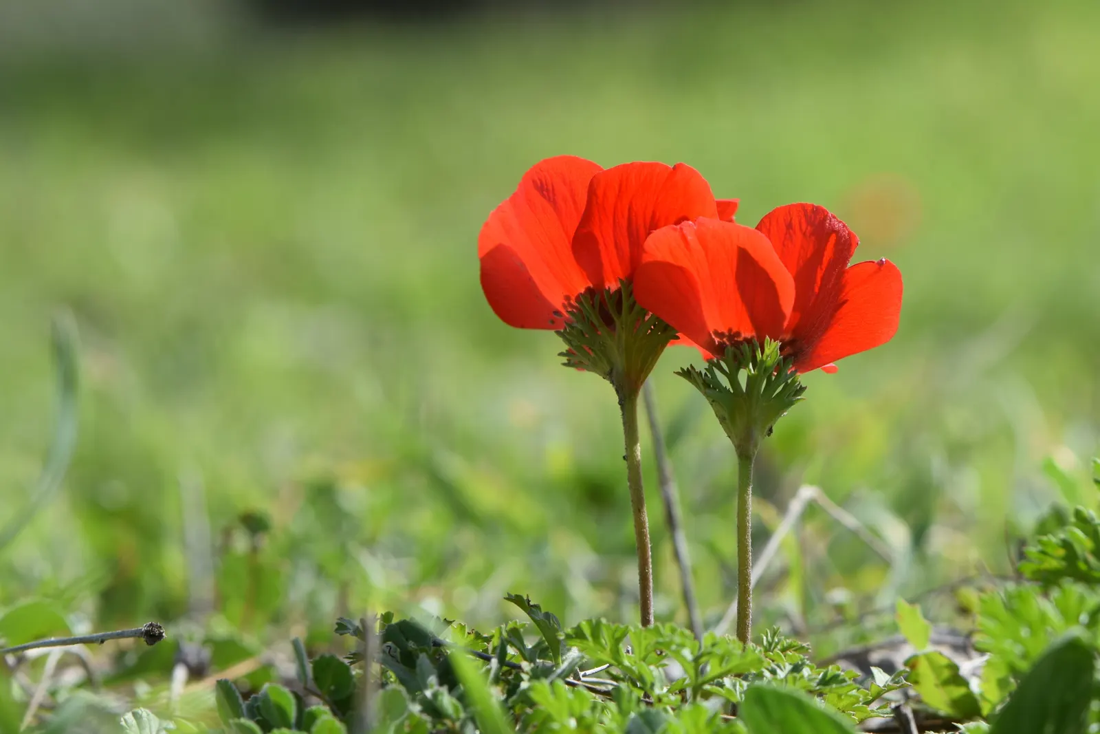 Poppy-Flowered Anemone (Anemone Coronaria) — The Poppy-Flowered Anemone, Anemone coronaria, is a vibrant perennial, thriving in Zones 7-10; plant in, image 82