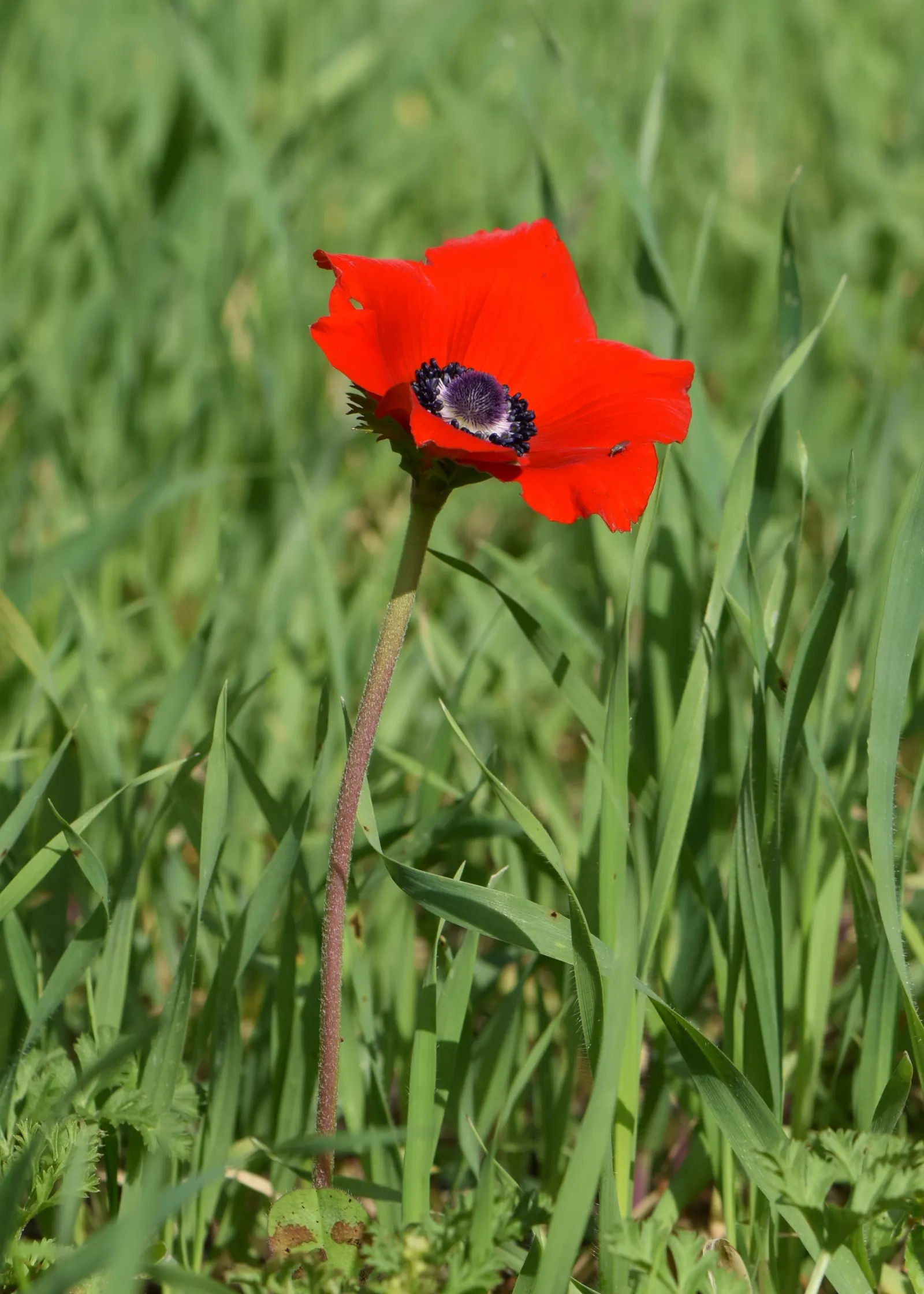 Poppy-Flowered Anemone (Anemone Coronaria) — measuring up to 2 to 3 inches across