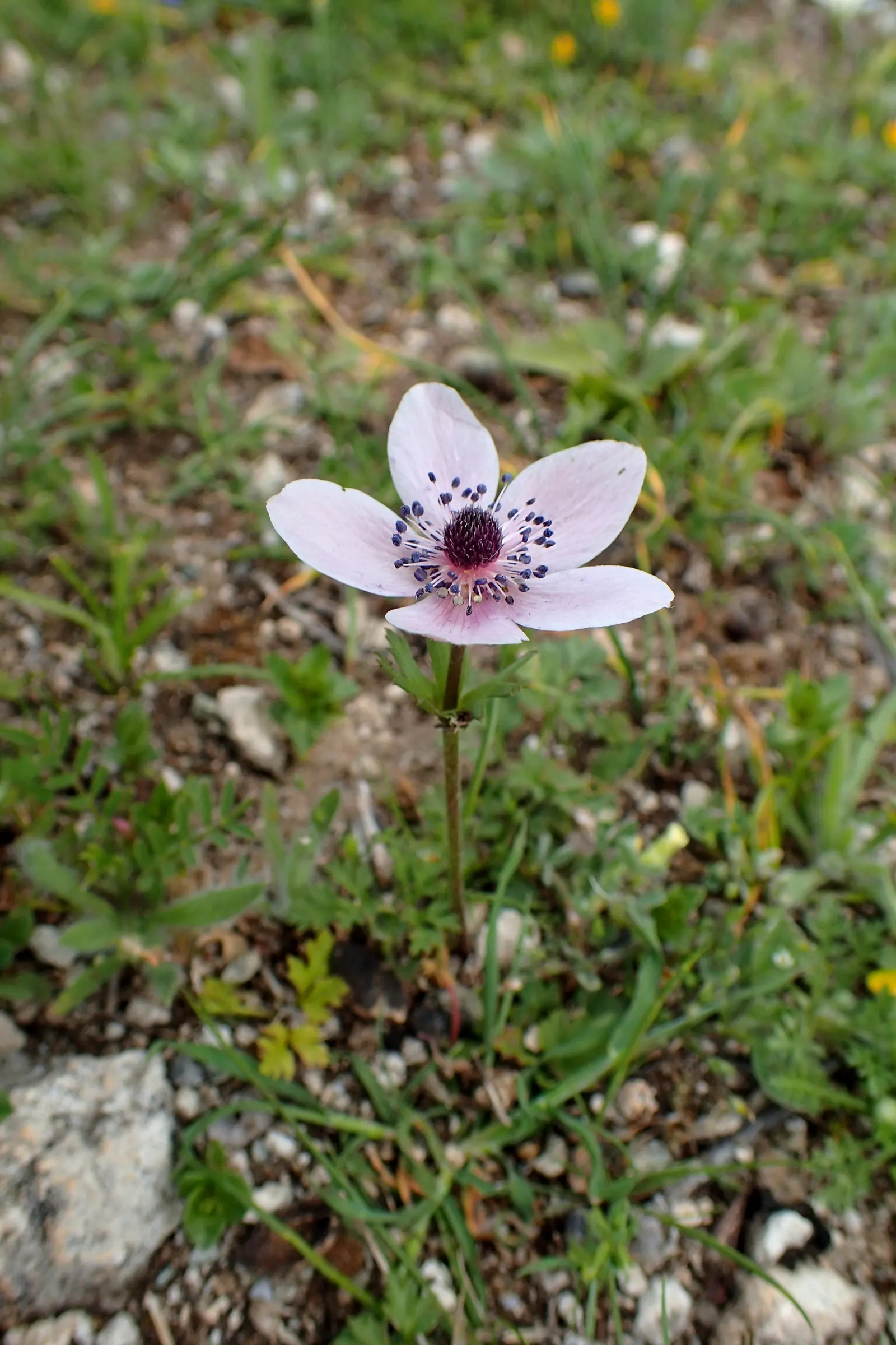 Poppy-Flowered Anemone (Anemone Coronaria) — each featuring a black or yellow central eye that adds a dramatic contrast to the colorful petals