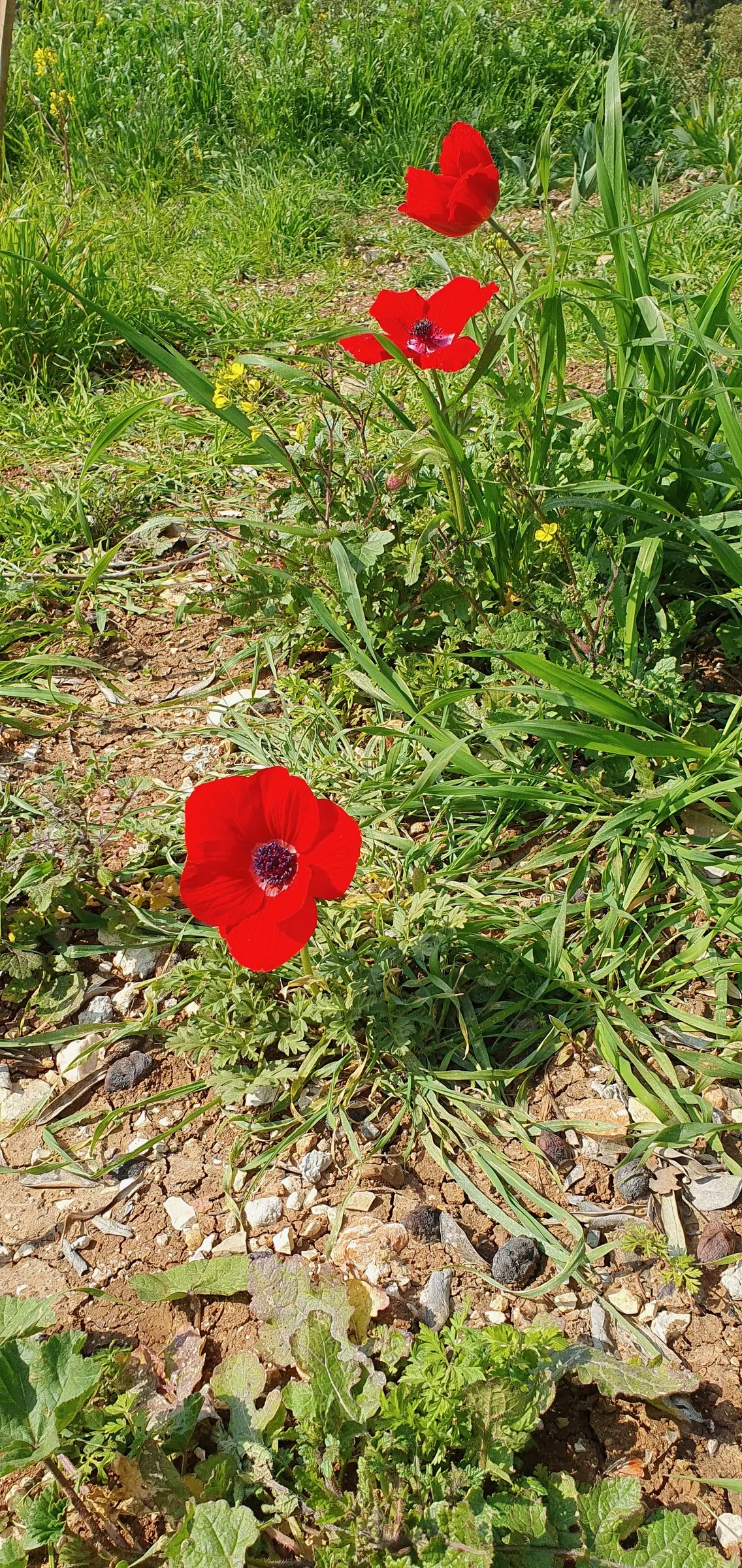Poppy-Flowered Anemone (Anemone Coronaria) — Plant in well-drained soil and full to partial sun for optimal growth