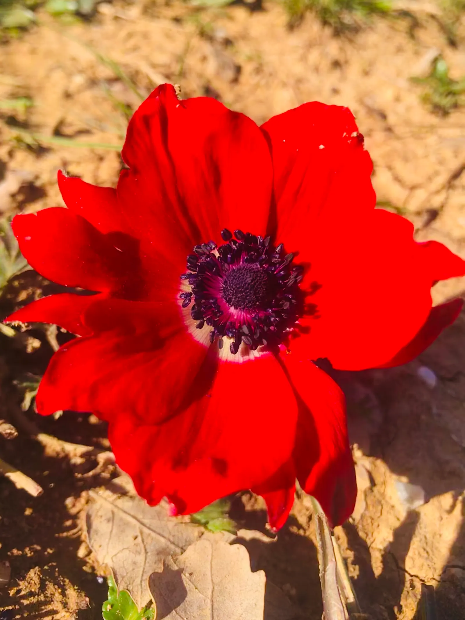 Poppy-Flowered Anemone (Anemone Coronaria) — Originating from the Mediterranean region; annual / perennial with blue blooms