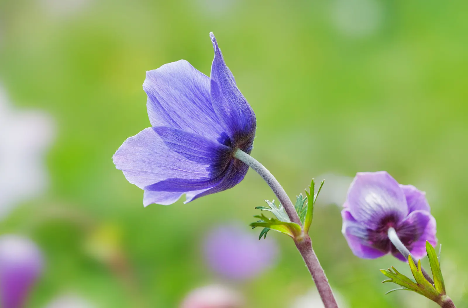 Poppy-Flowered Anemone (Anemone Coronaria) — each featuring a black or yellow central eye that adds a dramatic contrast to the colorful petals; the, image 70