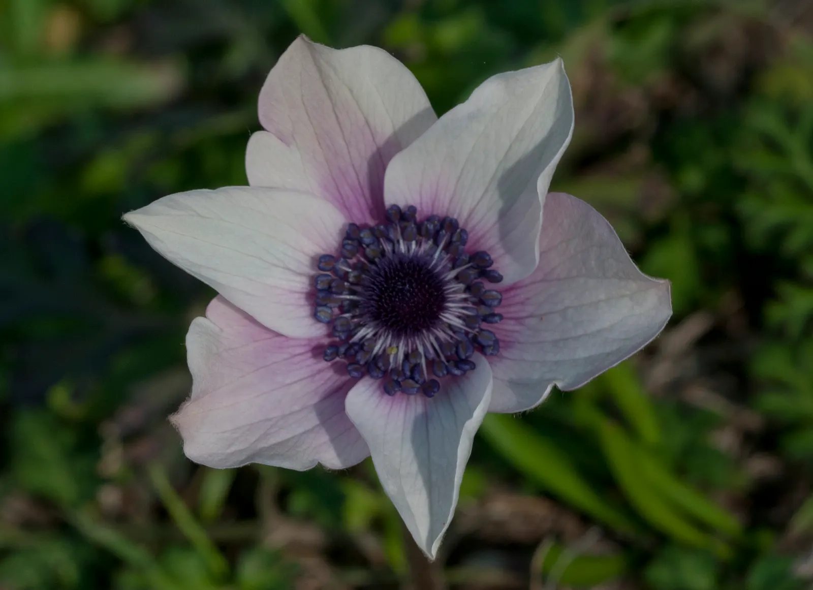 Poppy-Flowered Anemone (Anemone Coronaria) — annual / perennial for full or half; when designing with Anemone coronaria