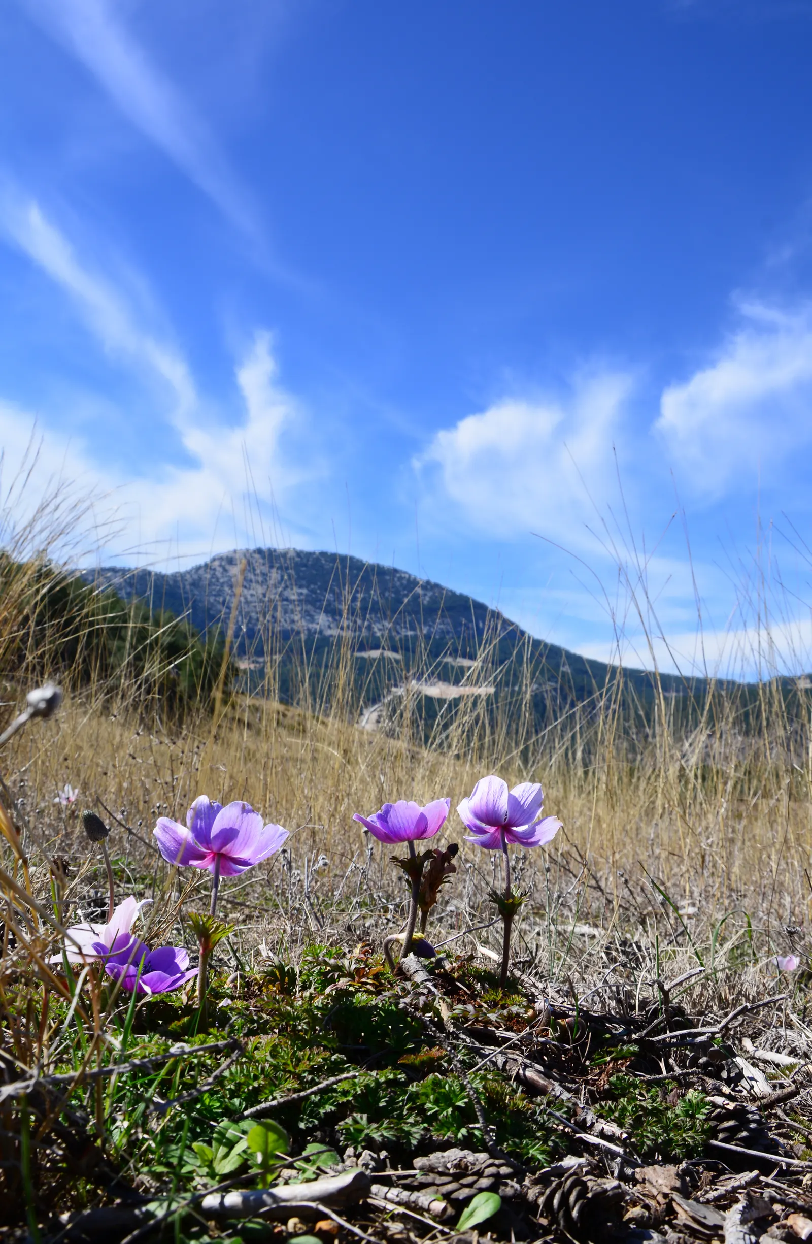 Poppy-Flowered Anemone (Anemone Coronaria) — When designing with Anemone coronaria; they reach a height of 9-18 inches with a spread of 6-9 inches, image 78