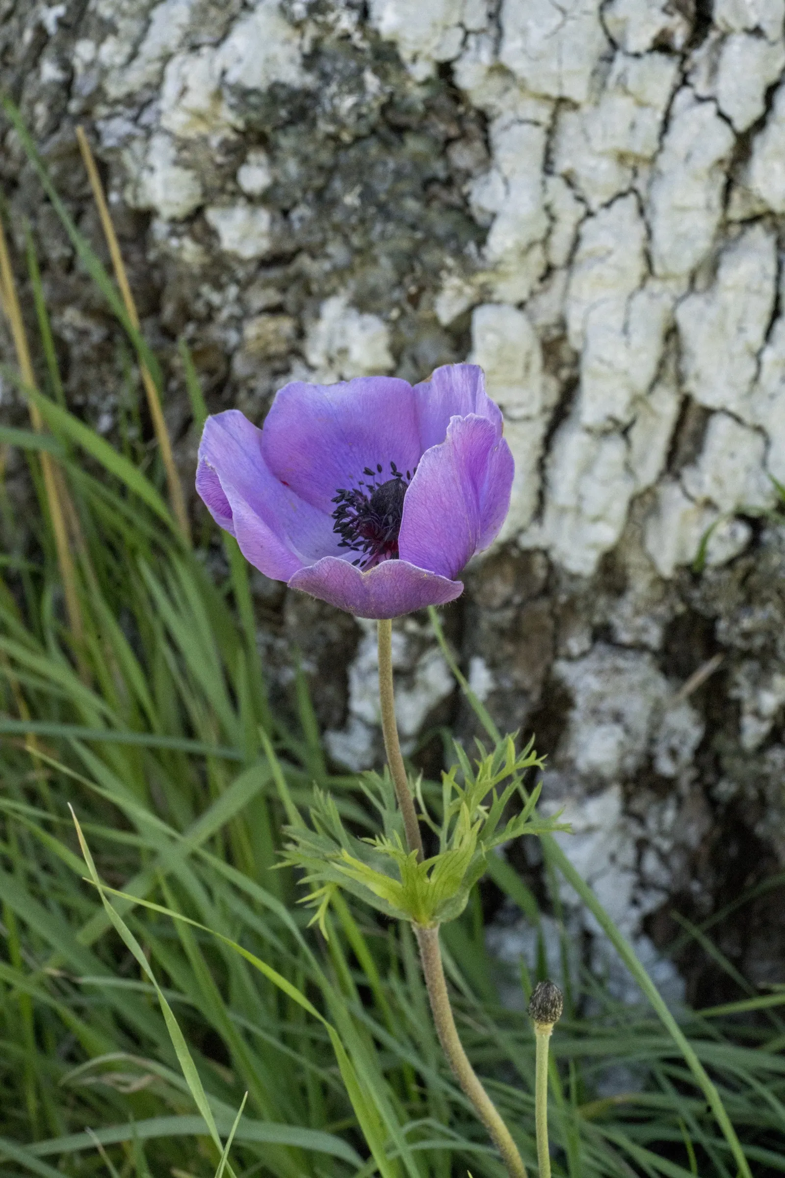Poppy-Flowered Anemone (Anemone Coronaria) — measuring up to 2 to 3 inches across, image 68