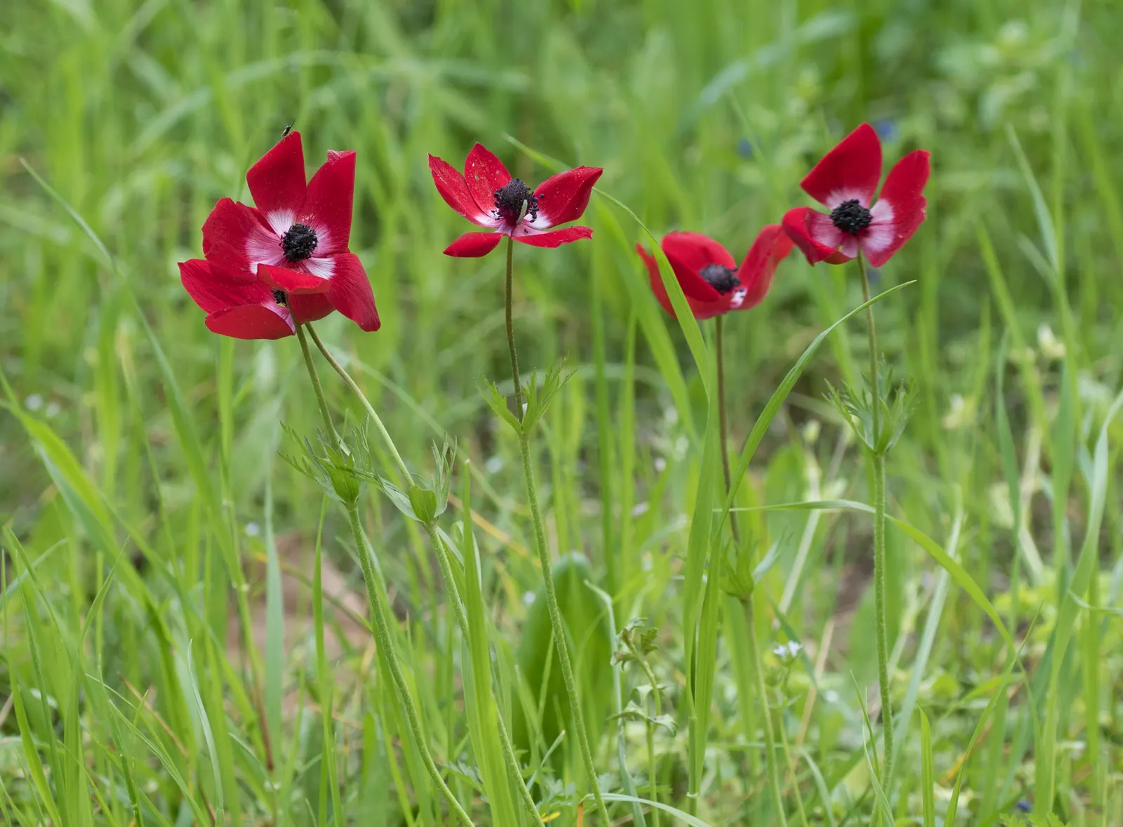 Poppy-Flowered Anemone (Anemone Coronaria) — They reach a height of 9-18 inches with a spread of 6-9 inches; providing an attractive lacy background that