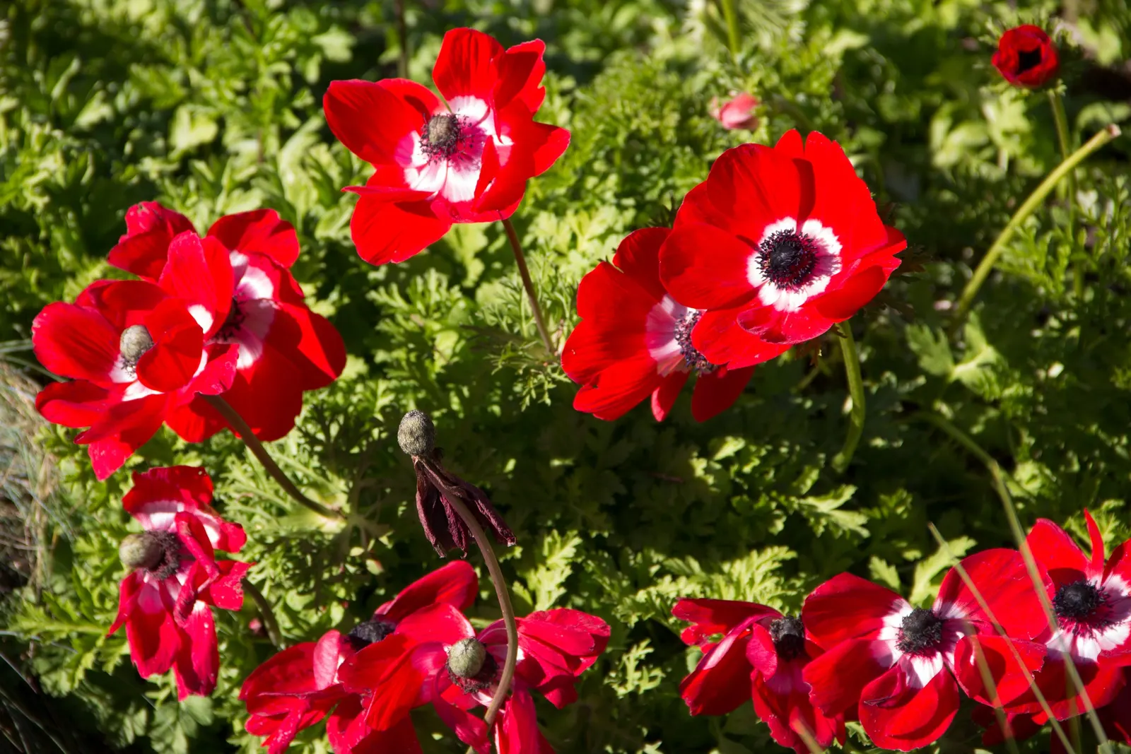 Poppy-Flowered Anemone (Anemone Coronaria) — When designing with Anemone coronaria; they reach a height of 9-18 inches with a spread of 6-9 inches