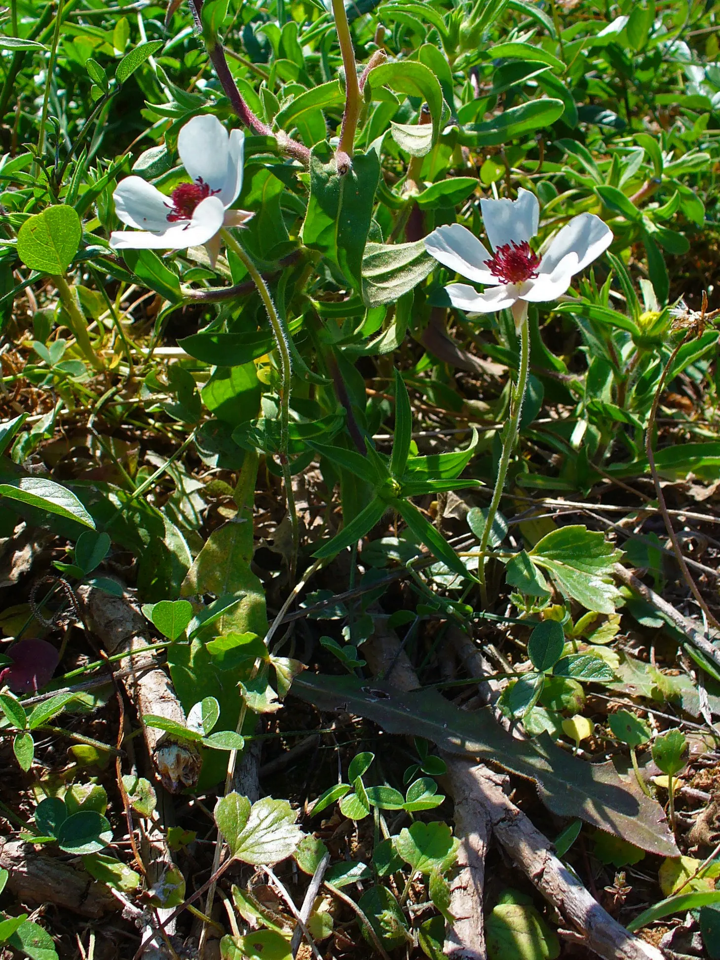 Poppy-Flowered Anemone (Anemone Coronaria) — They are hardy in USDA zones 7 to 10; blooms emerge in spring, showcasing cup-shaped, poppy-like flowers in hues
