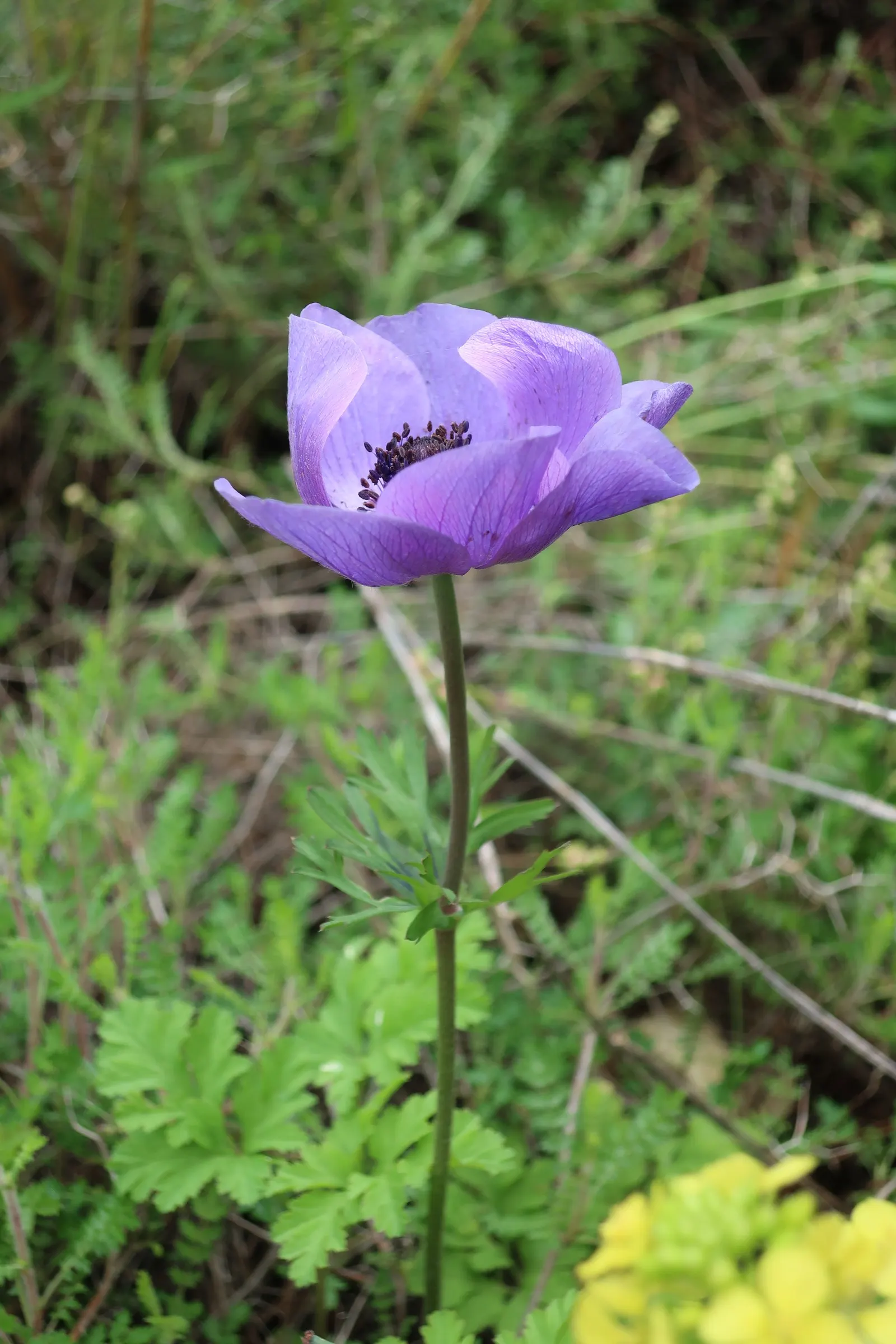 Poppy-Flowered Anemone (Anemone Coronaria) — this plant boasts a striking resemblance to poppies; scientifically known as Anemone coronaria