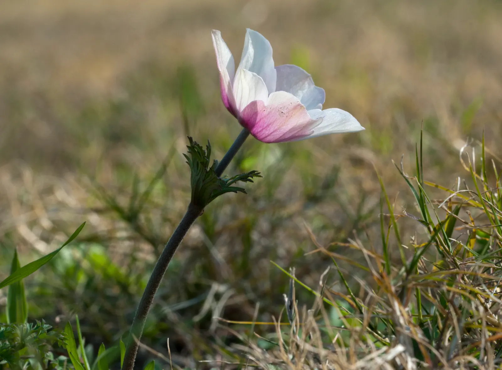 Poppy-Flowered Anemone (Anemone Coronaria) — Plant in well-drained soil and full to partial sun for optimal growth; blue flowers in the garden, image 58