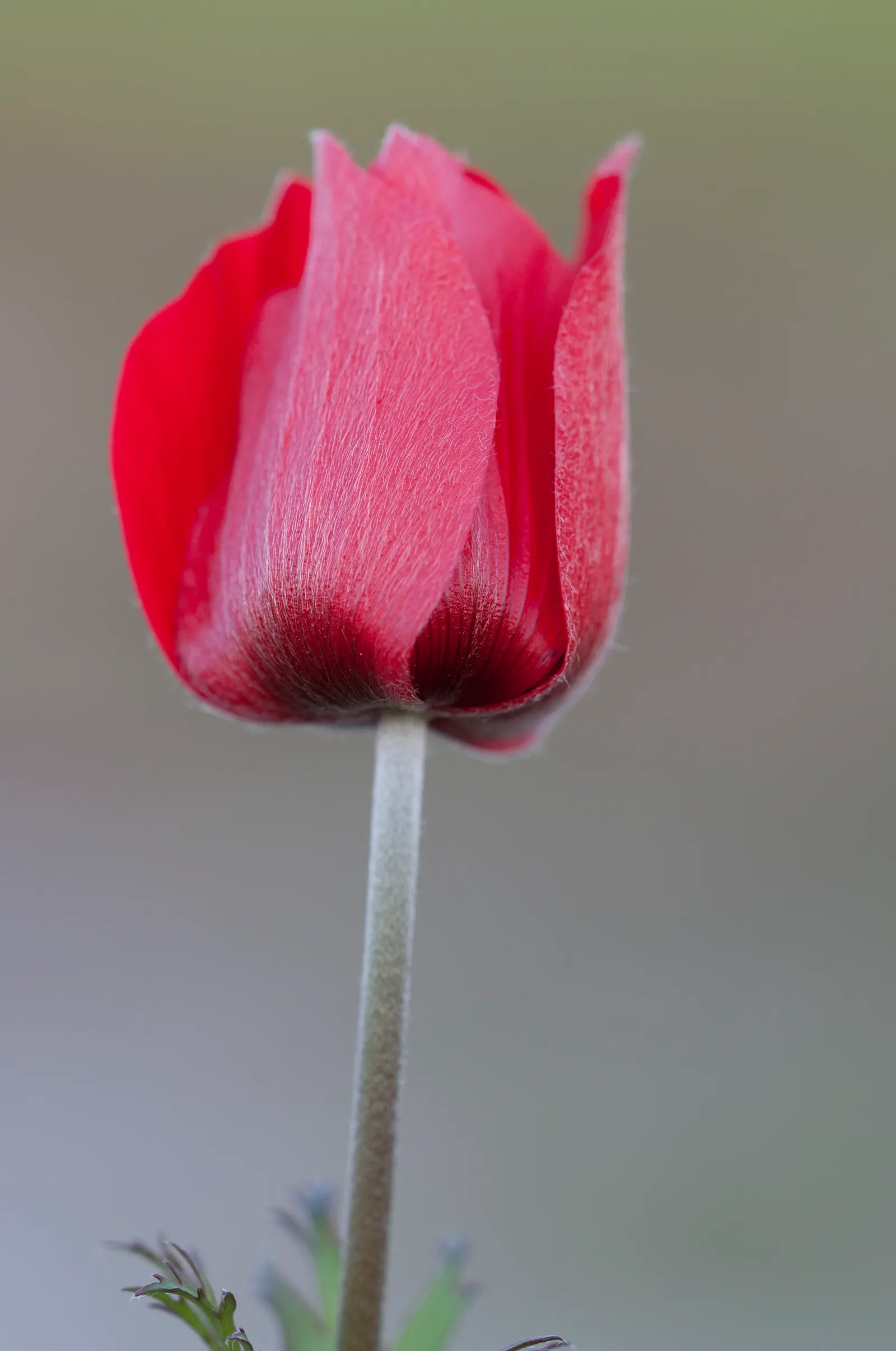 Poppy-Flowered Anemone (Anemone Coronaria) — Ideal for borders or as a striking pop of color in mixed beds, image 32