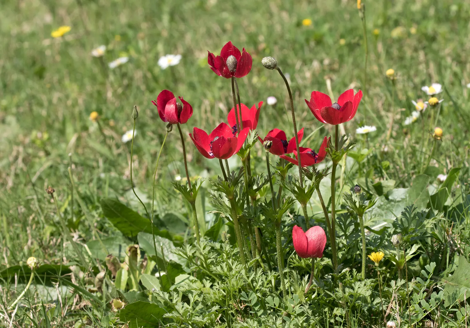 Poppy-Flowered Anemone (Anemone Coronaria) — Originating from the Mediterranean region; annual / perennial with blue blooms, image 62