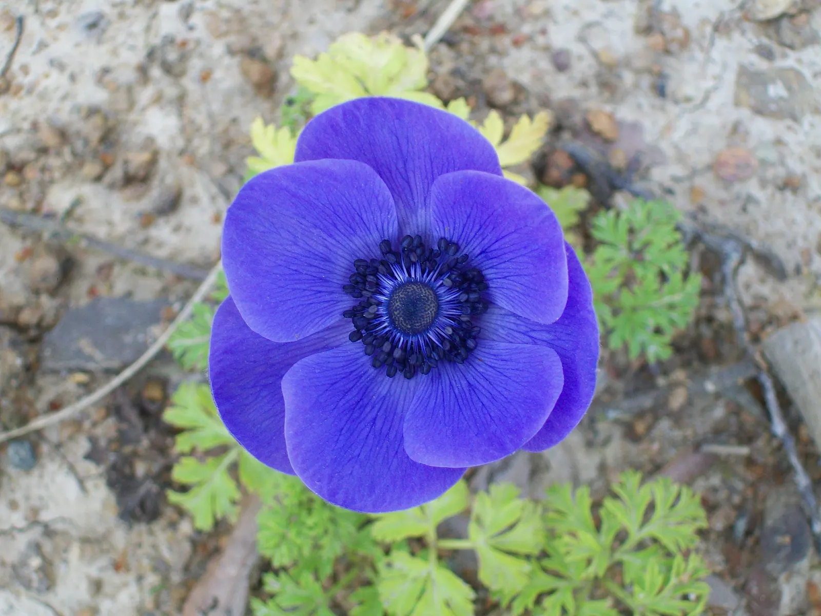 Poppy-Flowered Anemone (Anemone Coronaria) — The Poppy-Flowered Anemone, Anemone coronaria, is a vibrant perennial, thriving in Zones 7-10; plant in, image 55