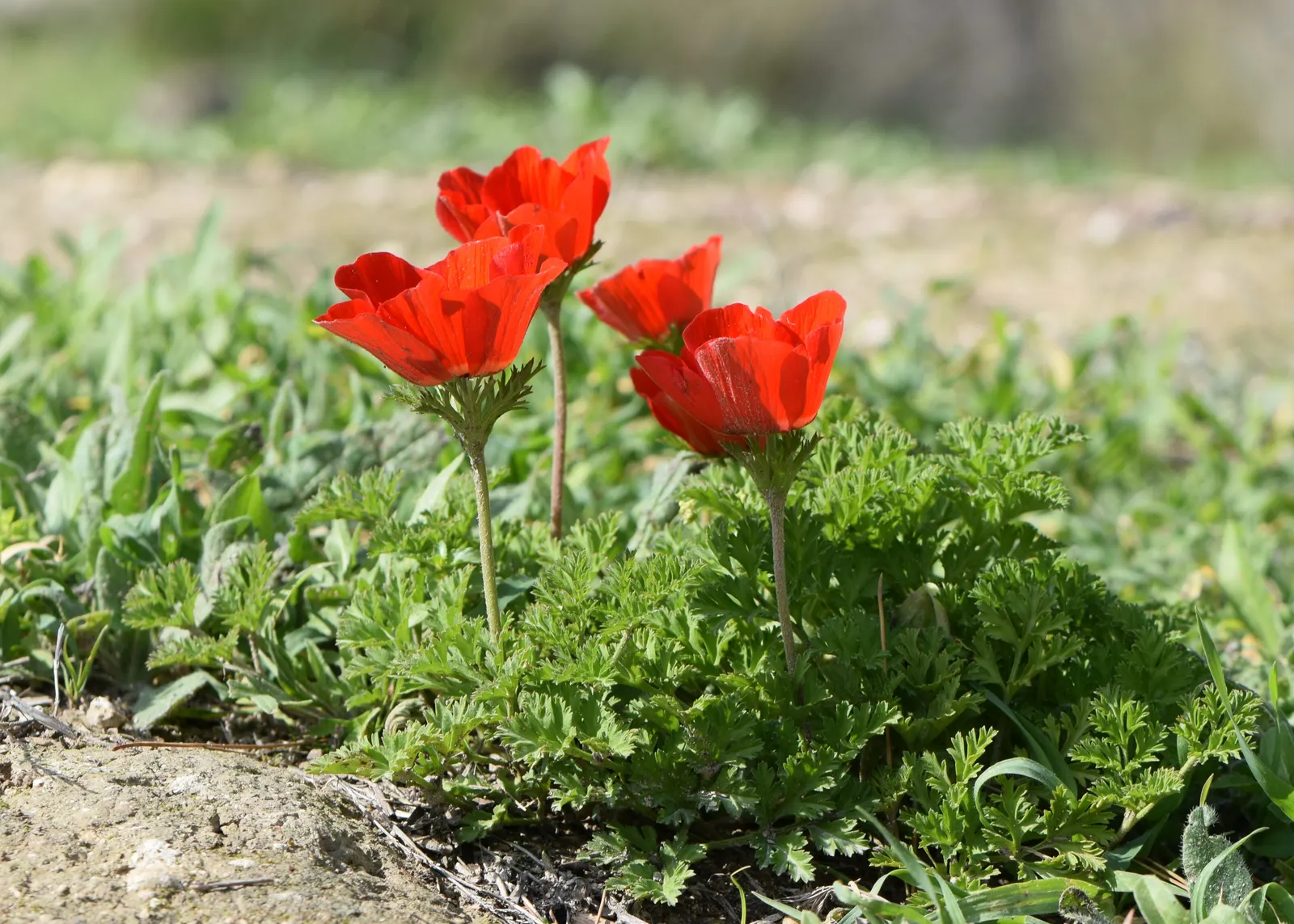 Poppy-Flowered Anemone (Anemone Coronaria) — The flowers come in a variety of hues including red; a noteworthy aspect is their blooming season, image 96