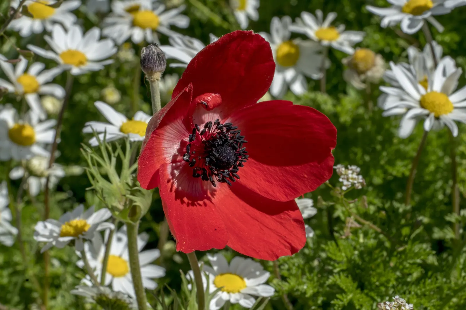 Poppy-Flowered Anemone (Anemone Coronaria) — is a charming and vibrant perennial that's prized for its decorative use in gardens; anemone coronaria, image 61