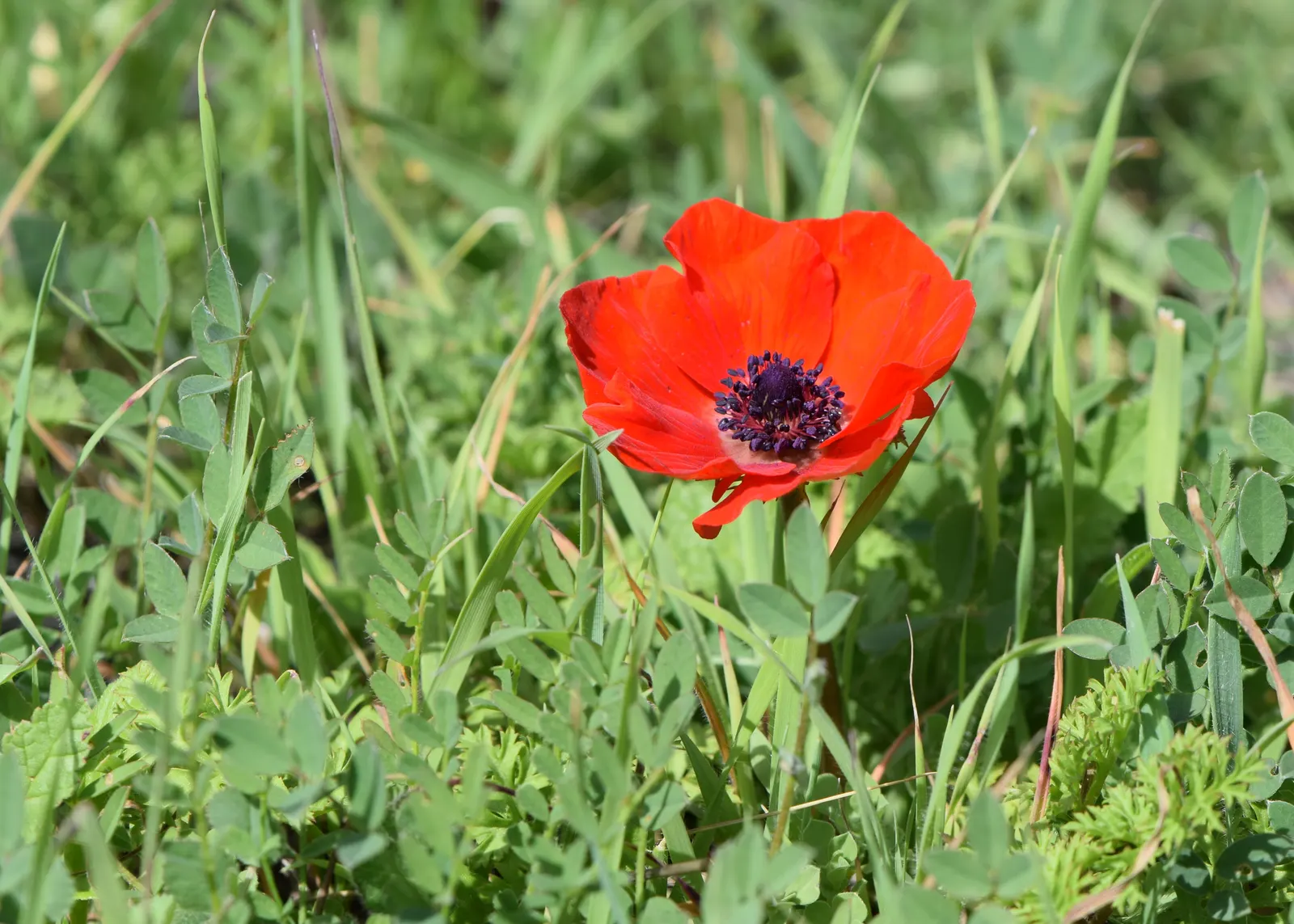 Poppy-Flowered Anemone (Anemone Coronaria) — with a spread of about 6 to 9 inches; annual / perennial for full or half, image 93